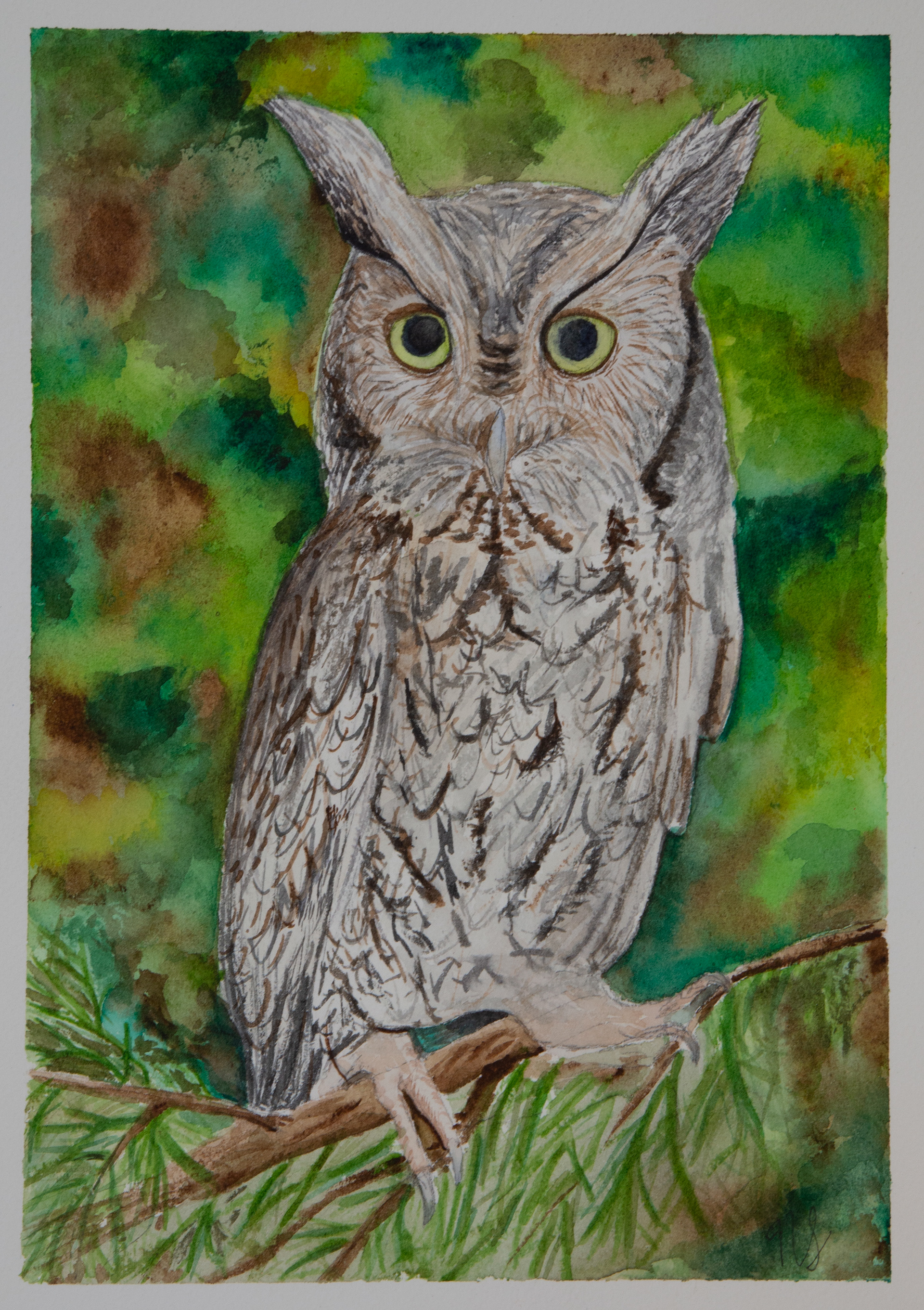 Screech Owl - 7" x 10"