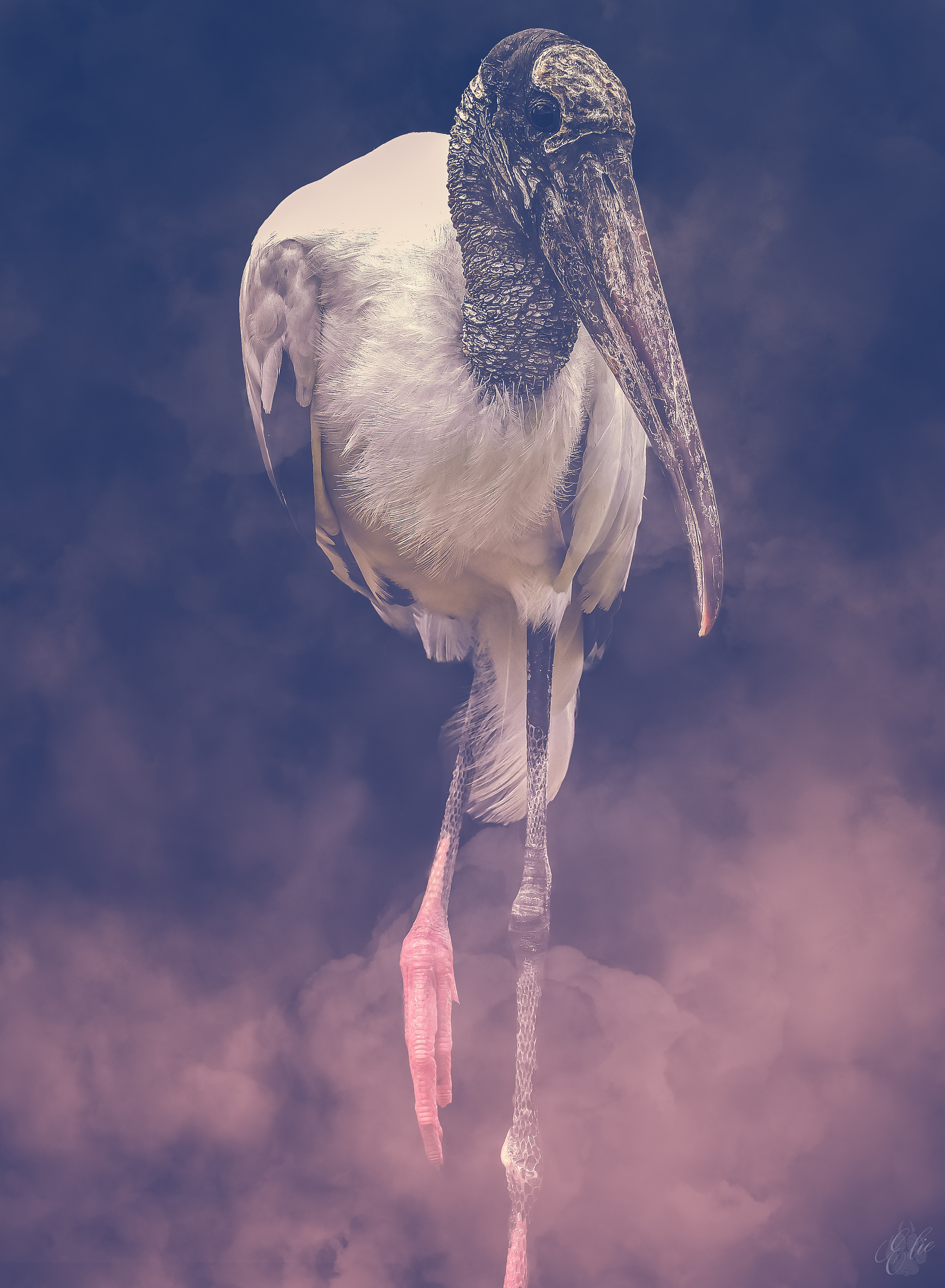 Wood Stork