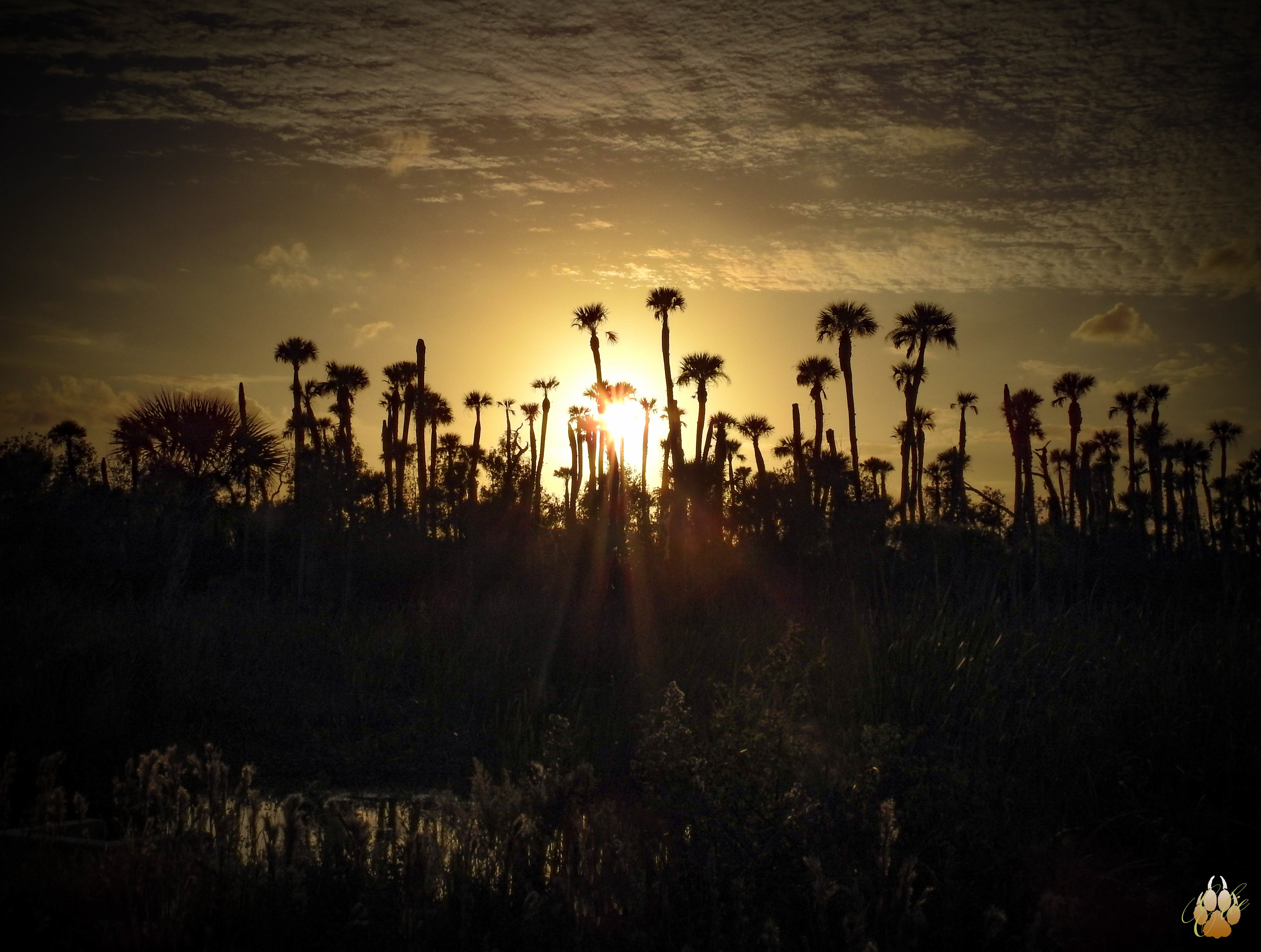 Orlando Wetlands
