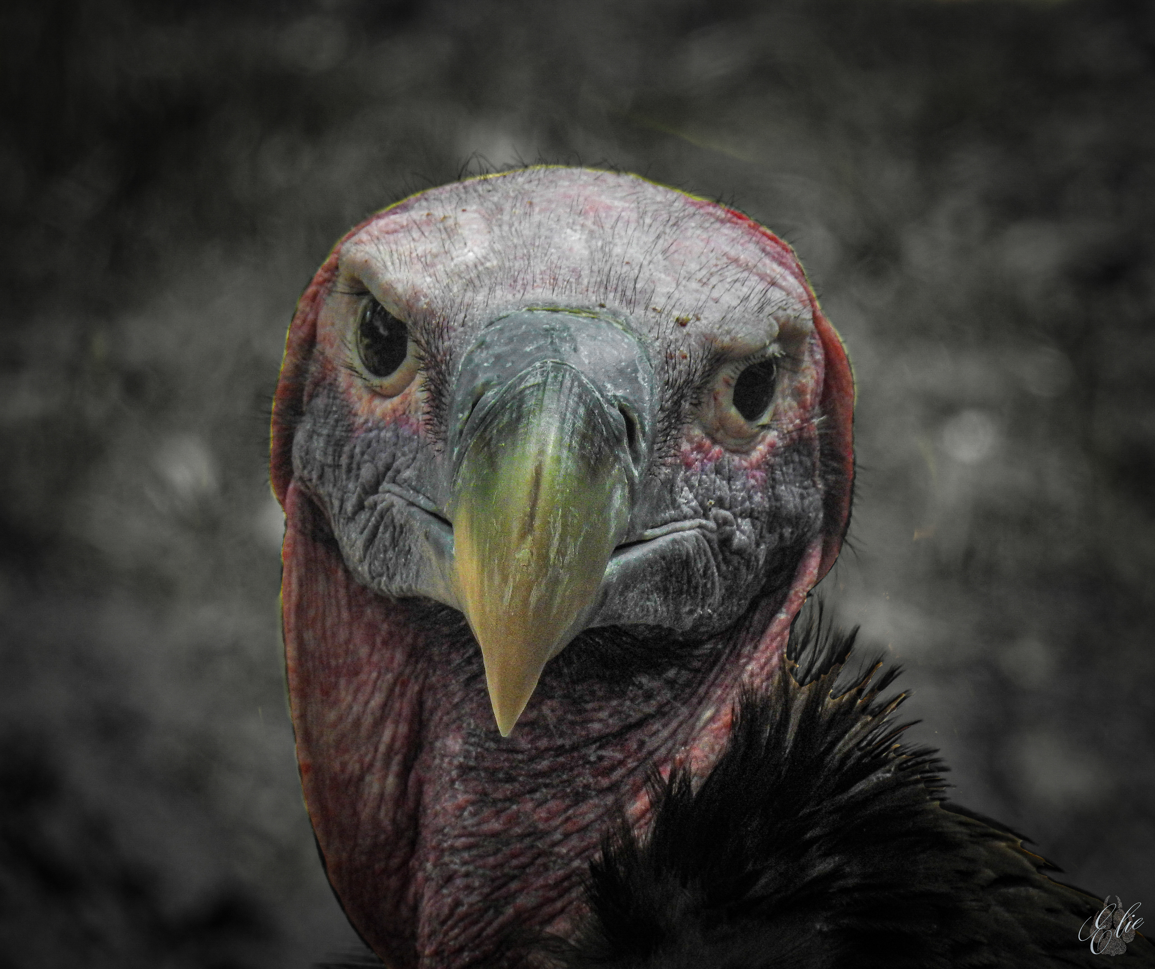 Lappet-Faced Vulture