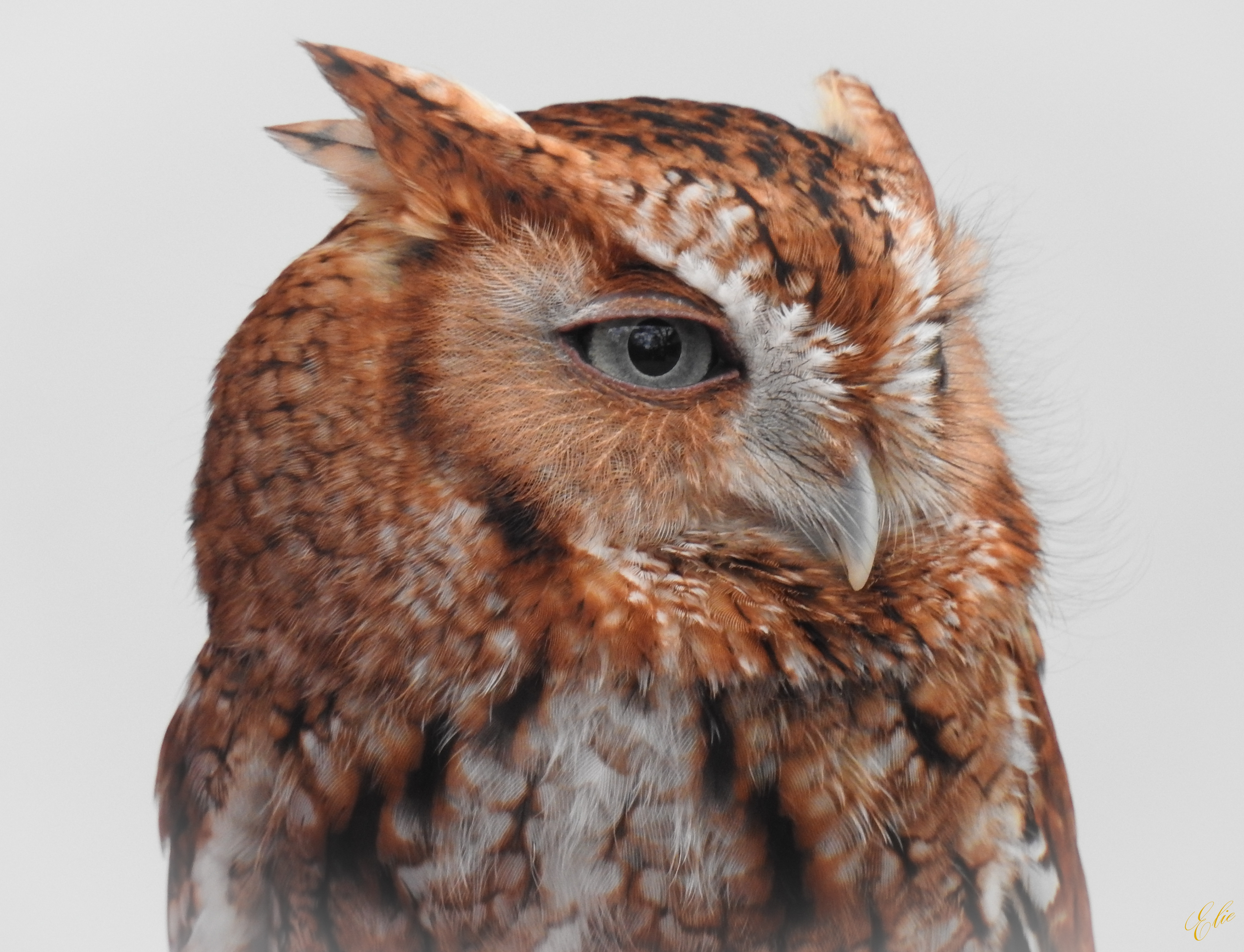 Eastern Screech Owl