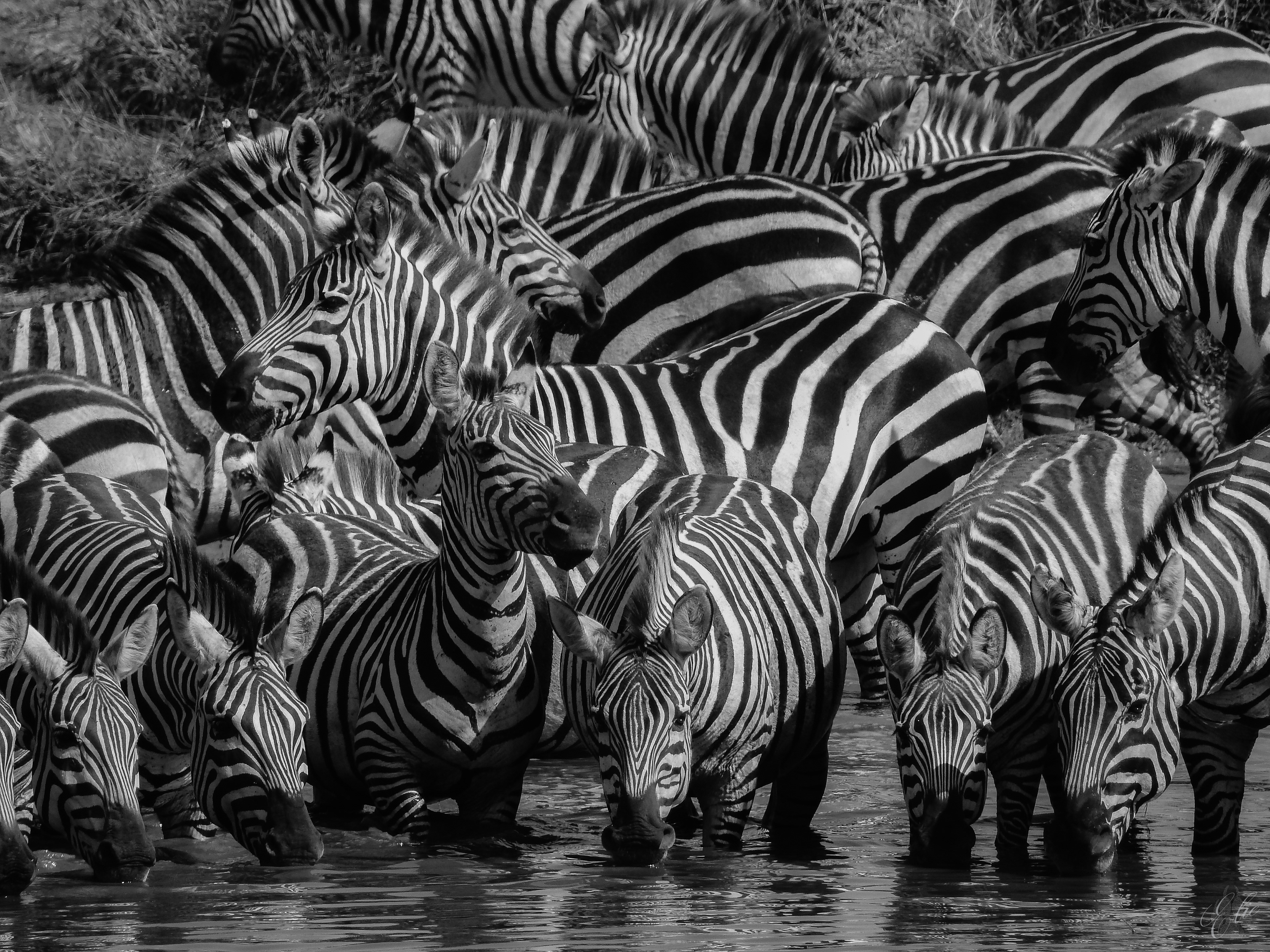 At The Watering Hole