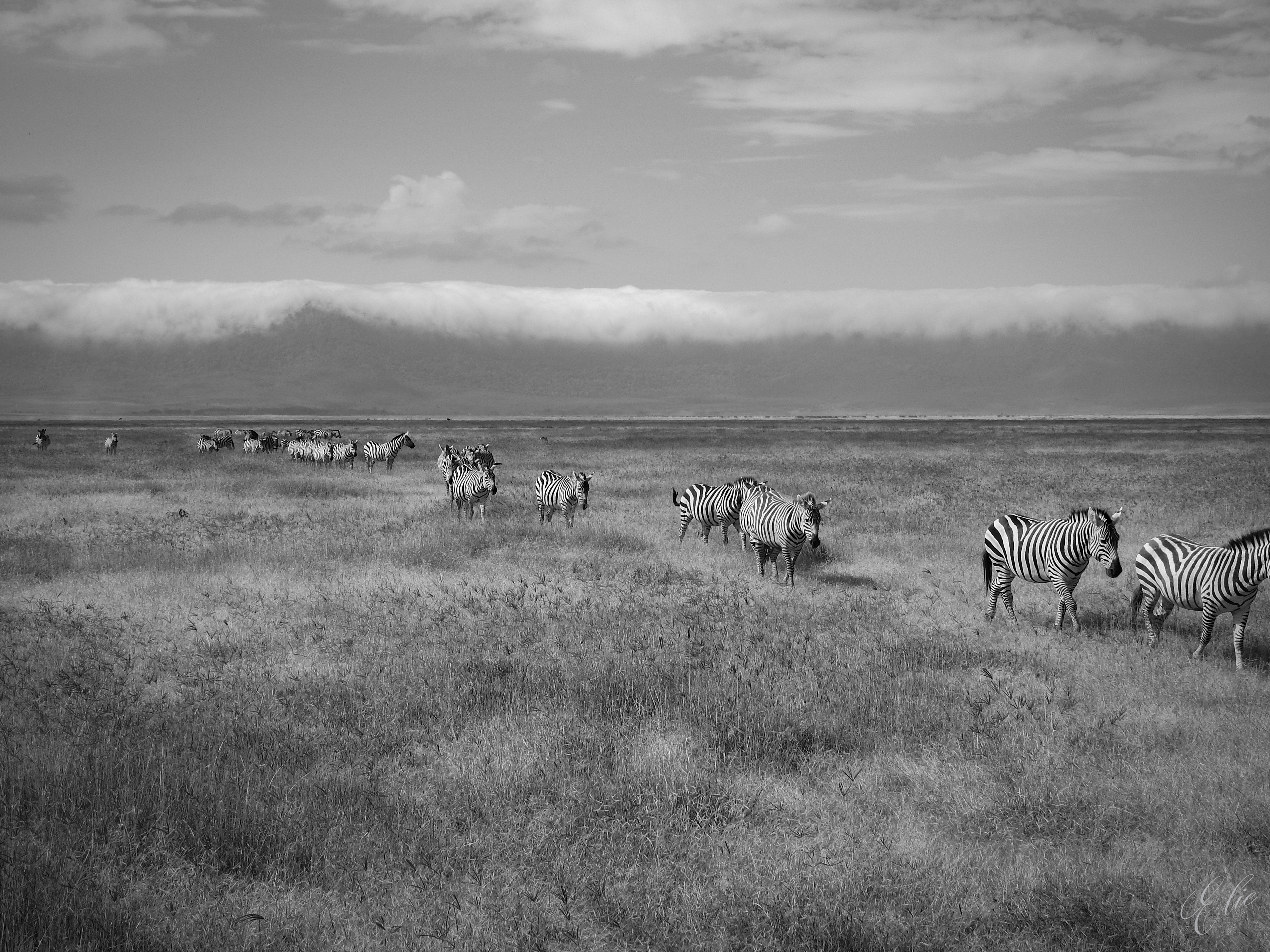 Across The Serengeti