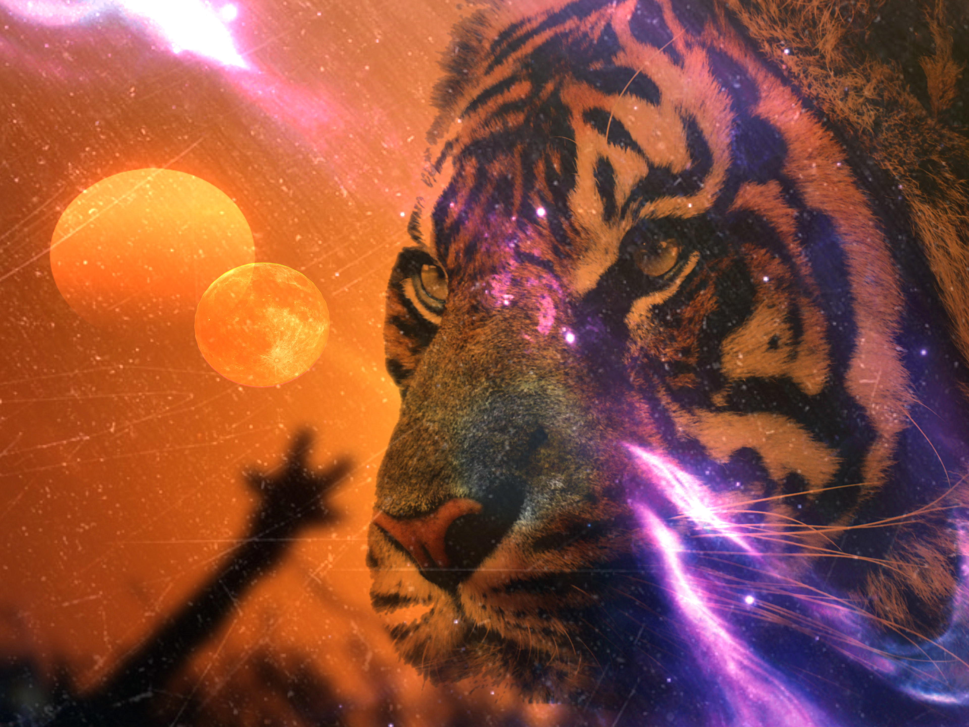 Tiger Moon