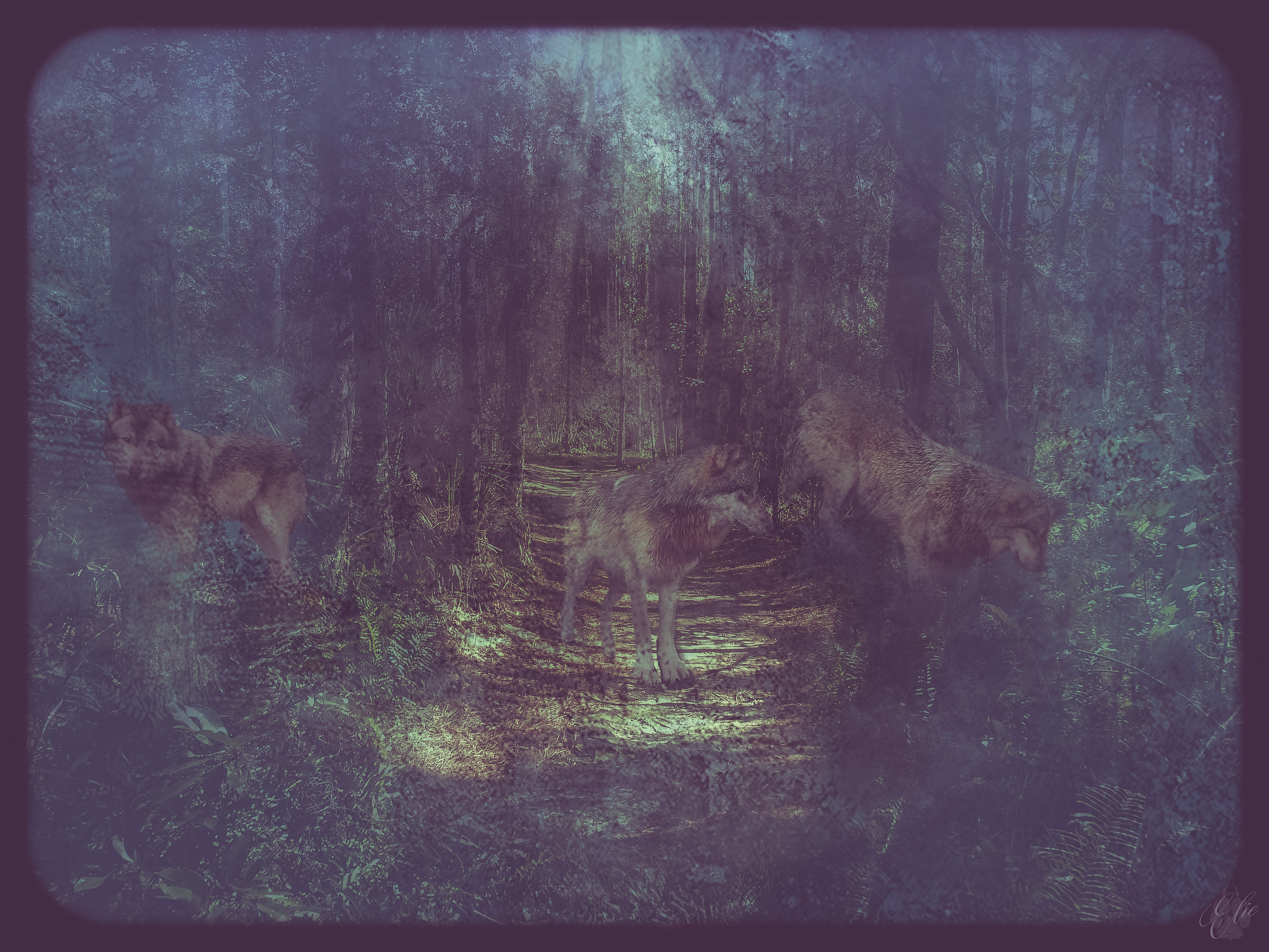 Deep In The Elder Forest