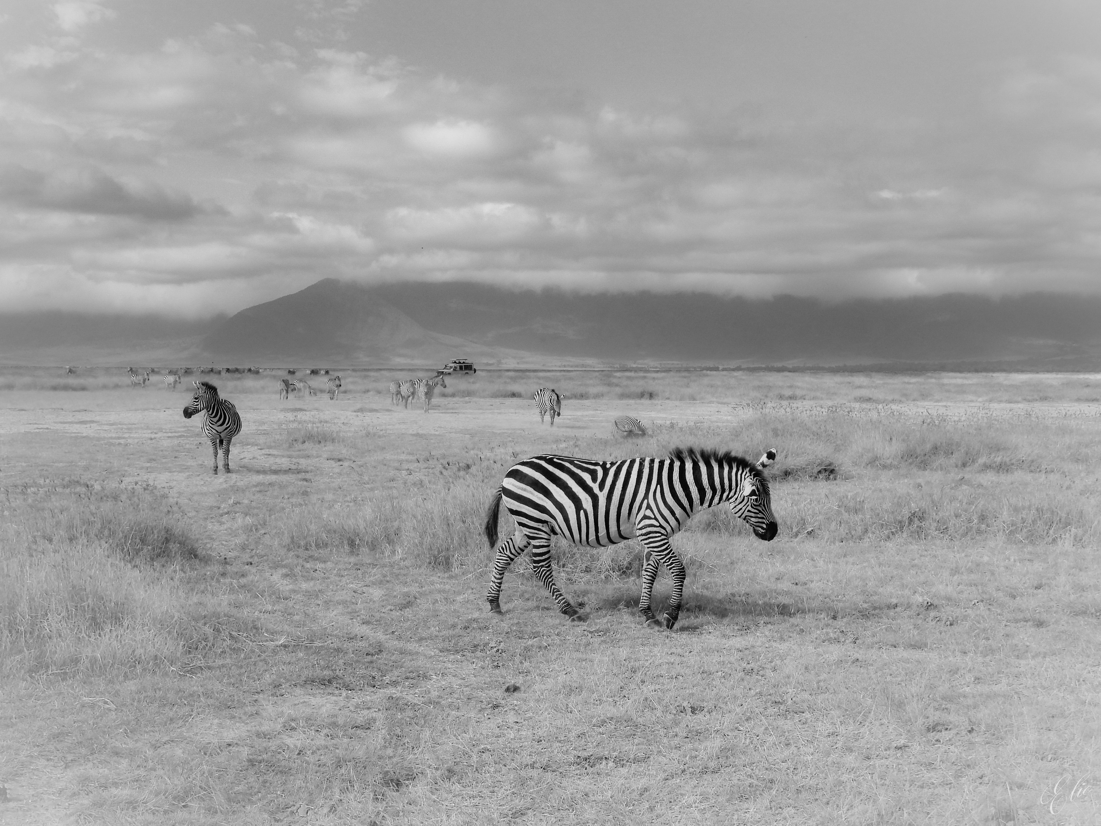 Across The Serengeti Plains