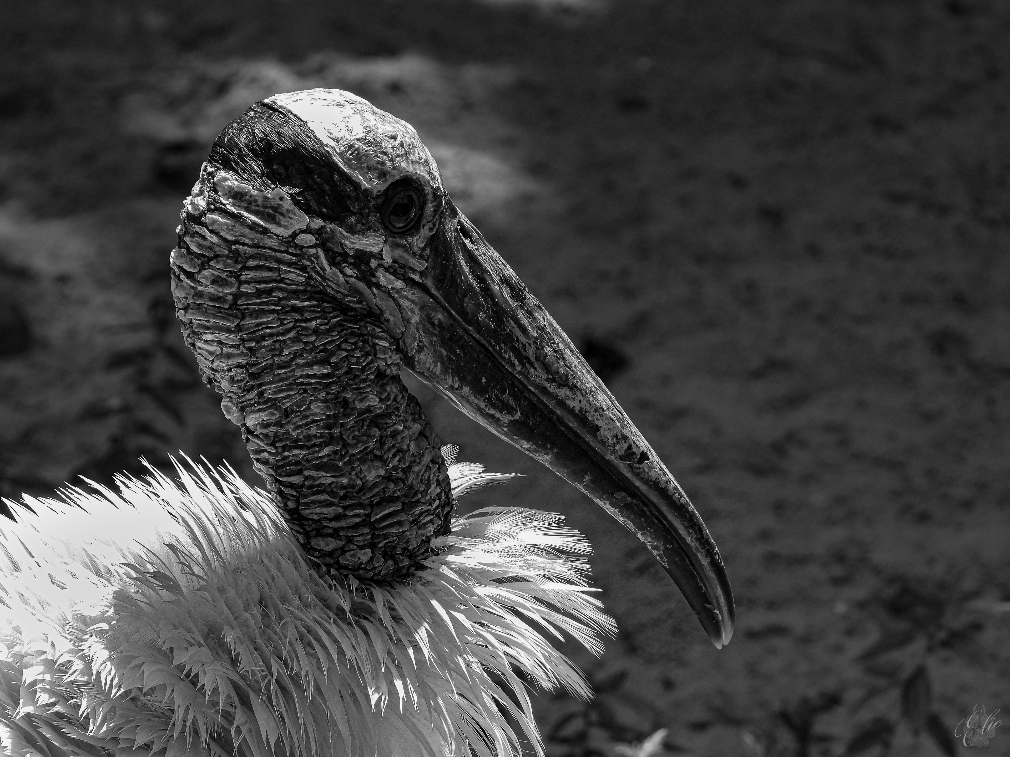 Wood Stork
