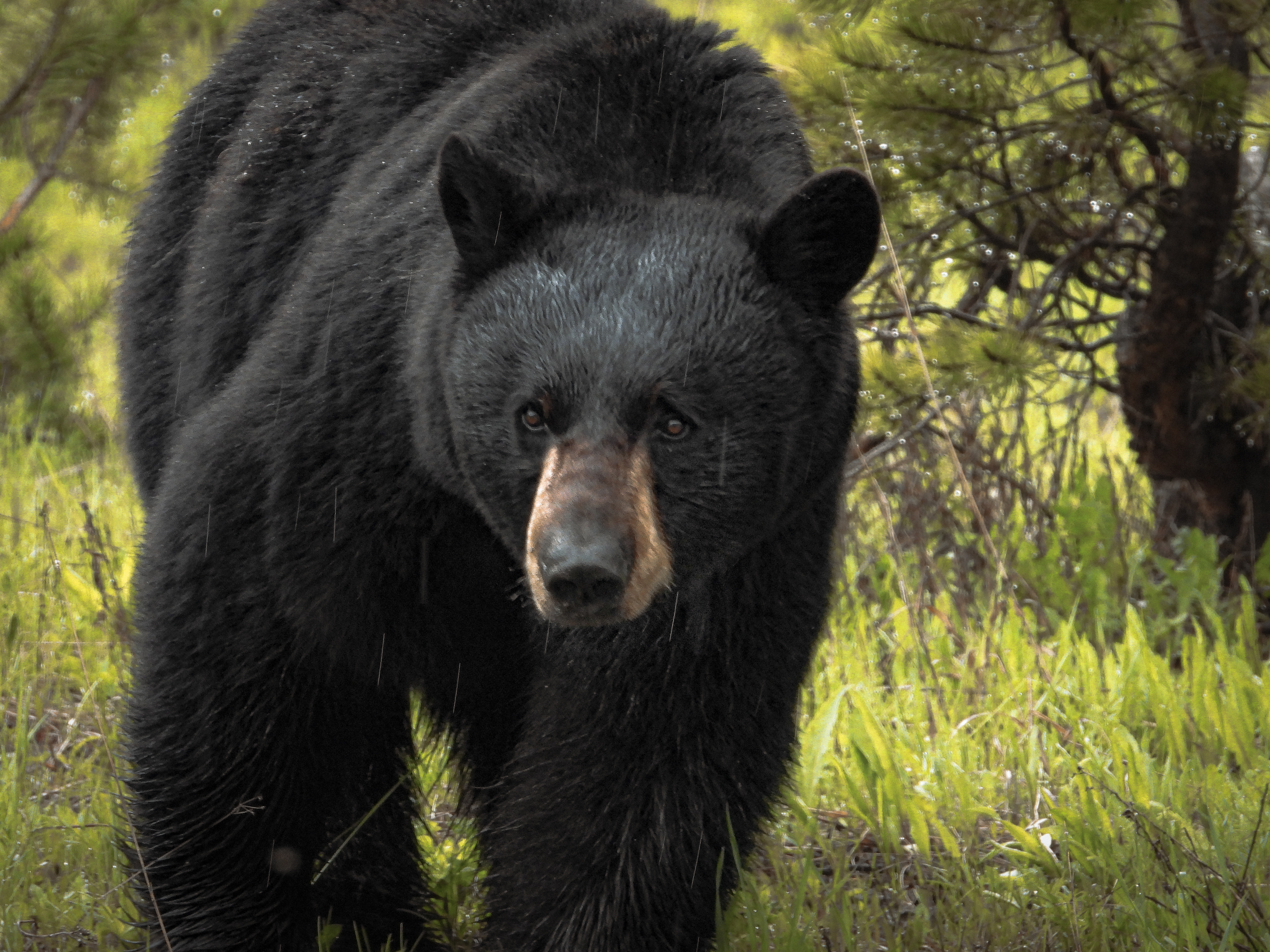 Fishing Bridge to Canyon