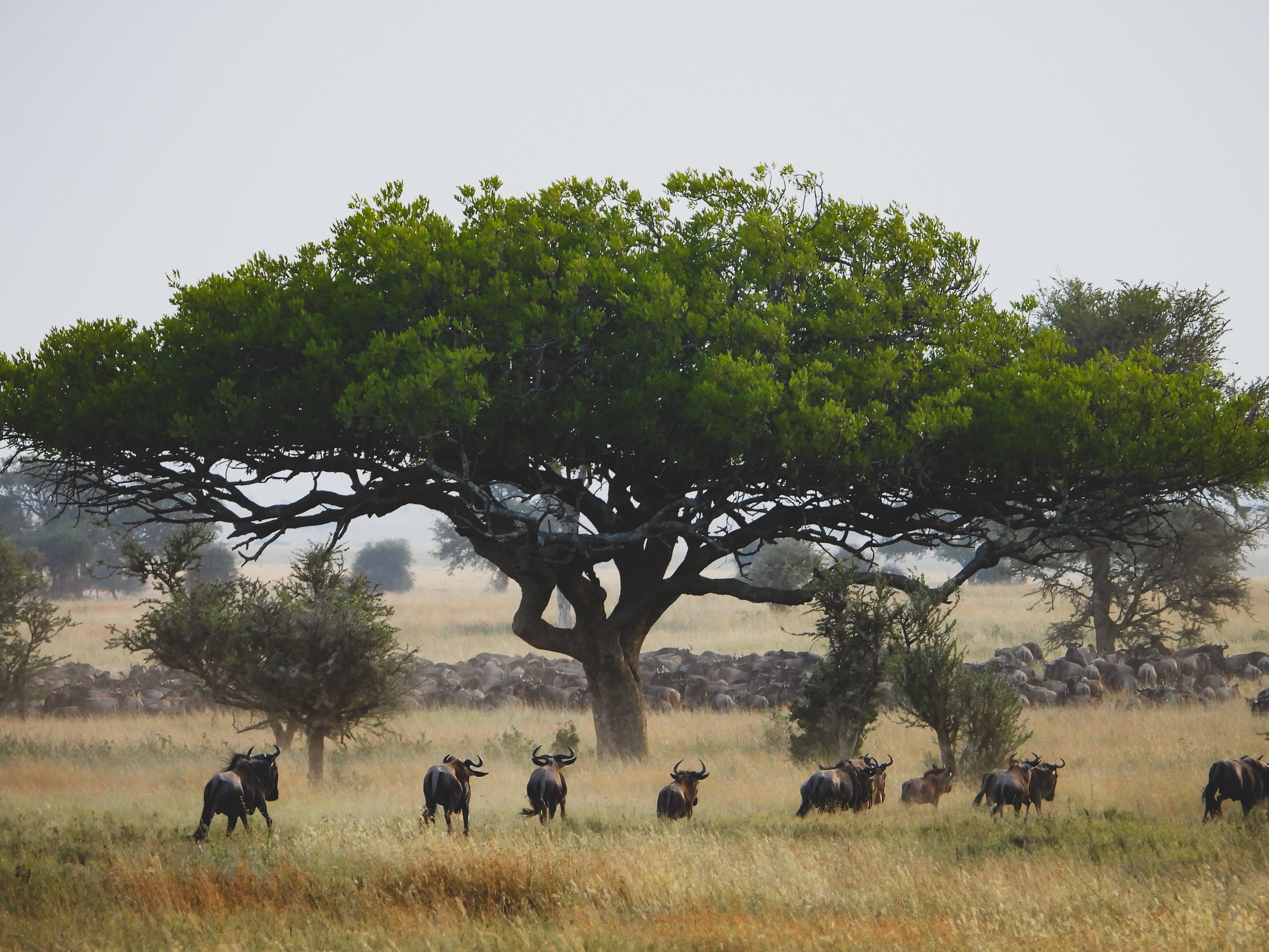 The Great Migration Begins