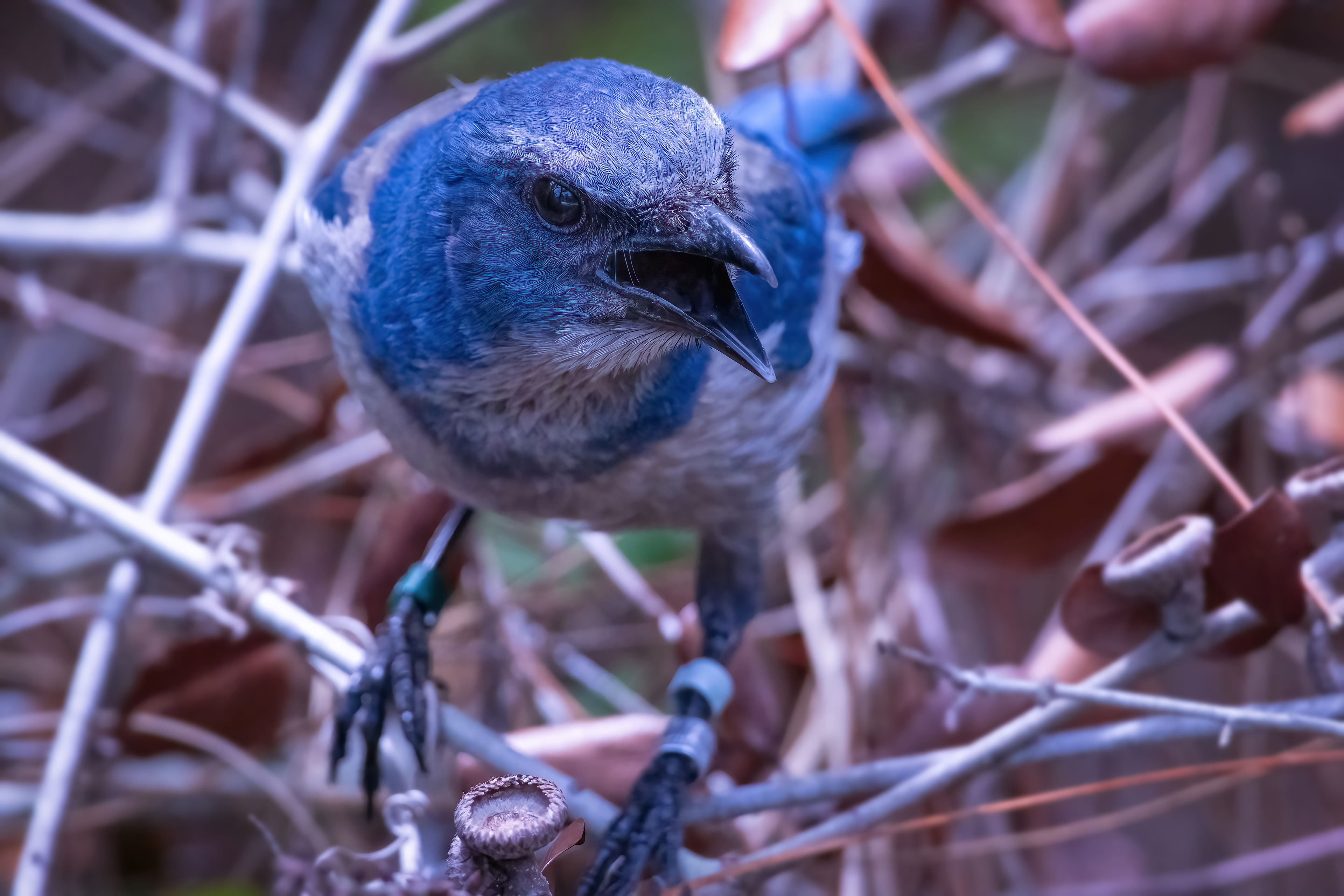Florida Scrub Jay