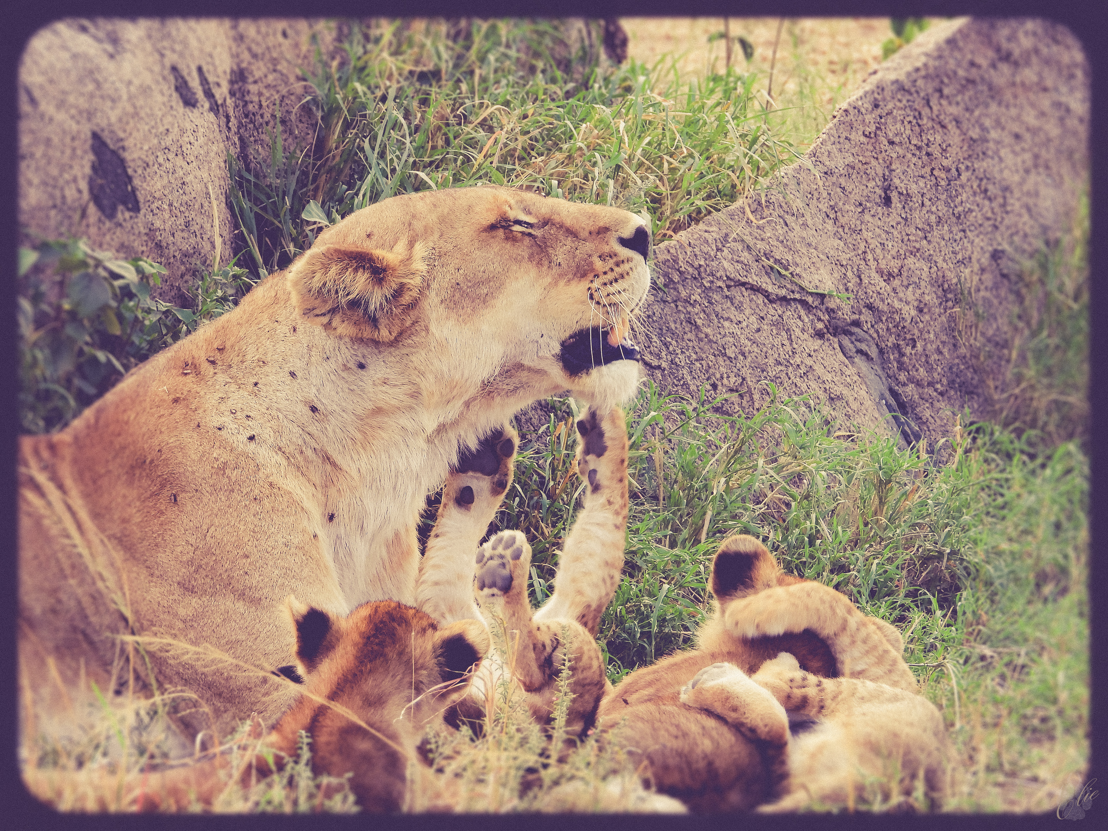 Come On Mom, "Let's Play!"