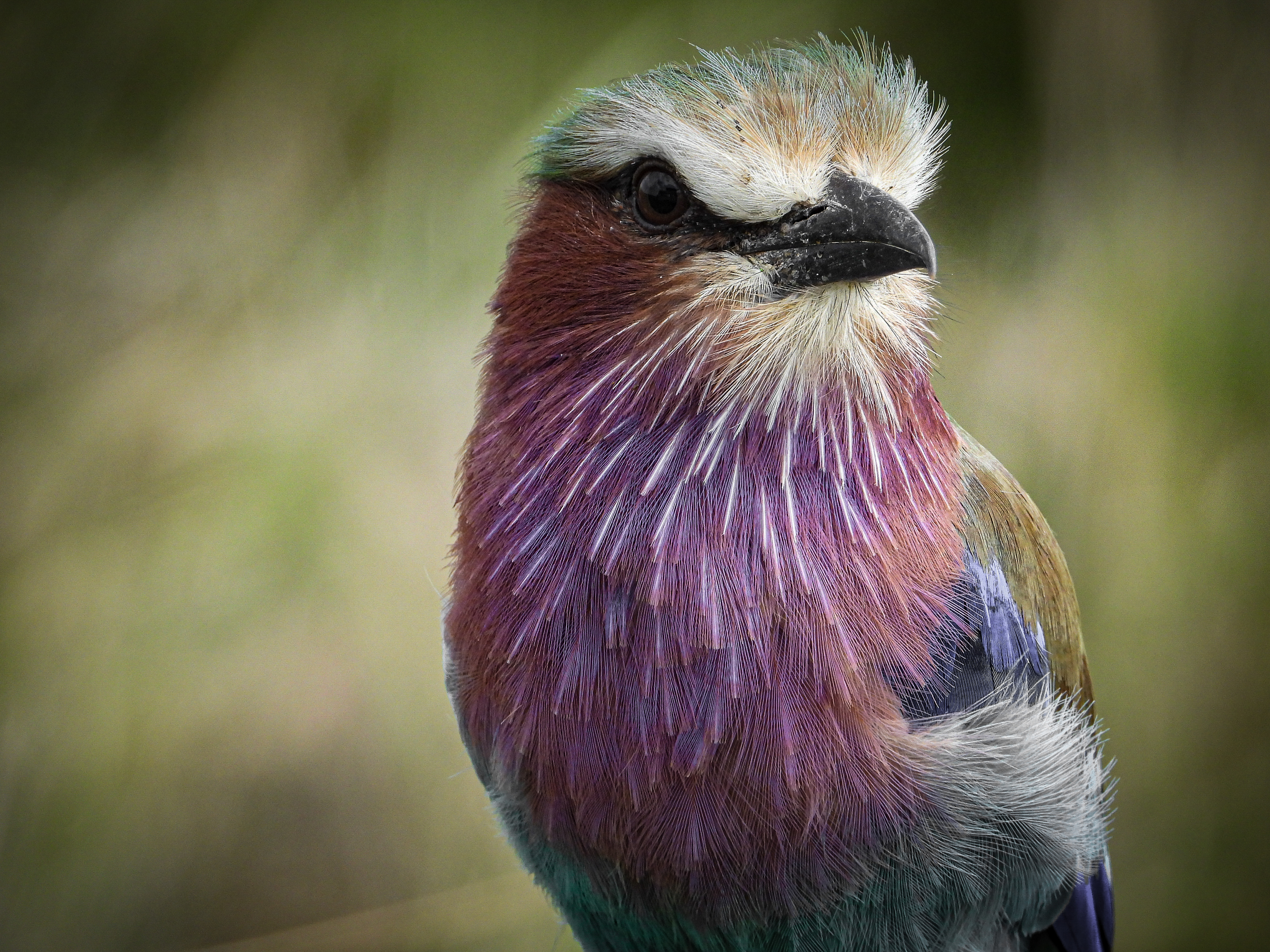 Lilac Breasted Roller - Tanzania