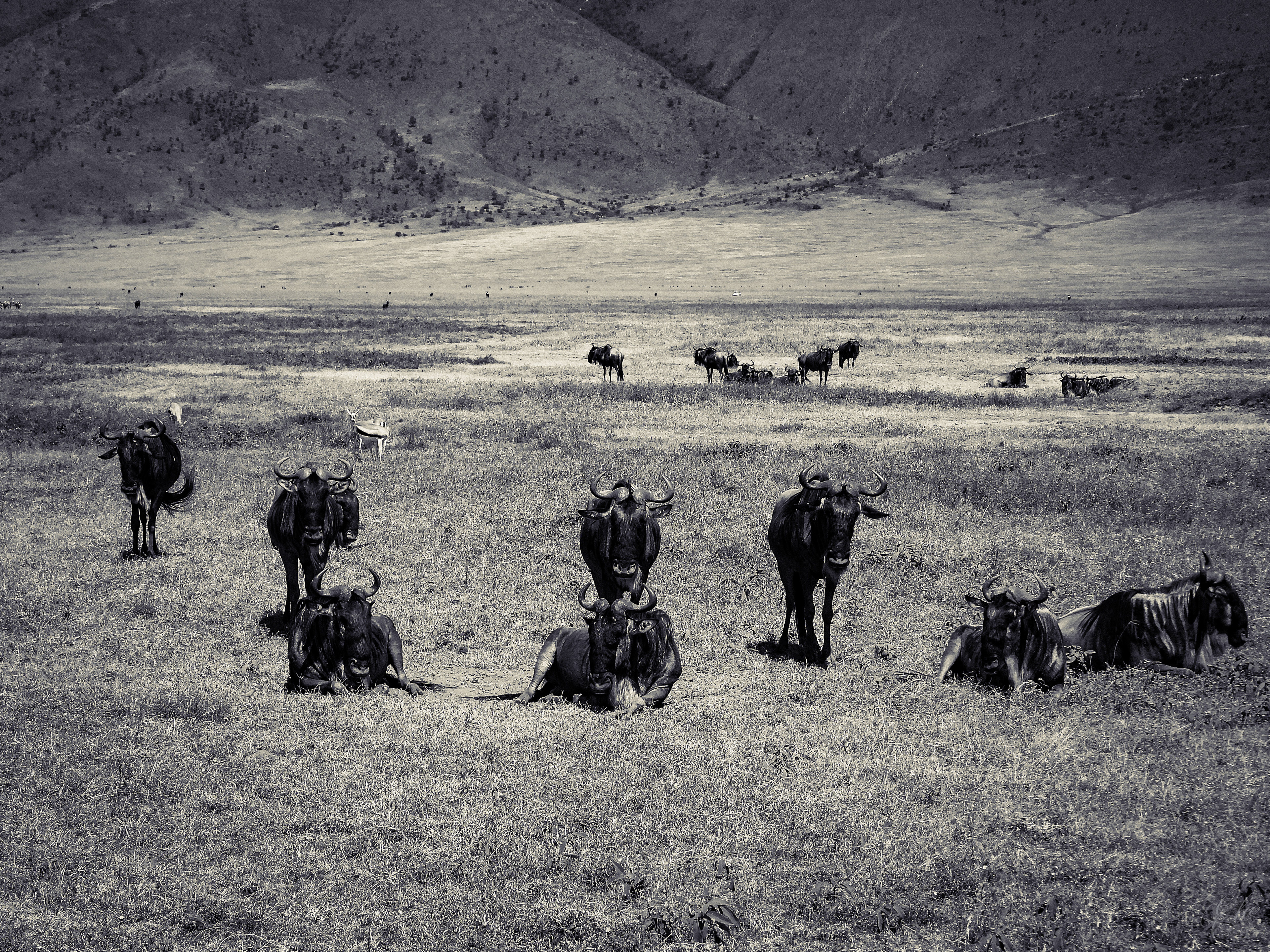 Wall Of Wildebeest