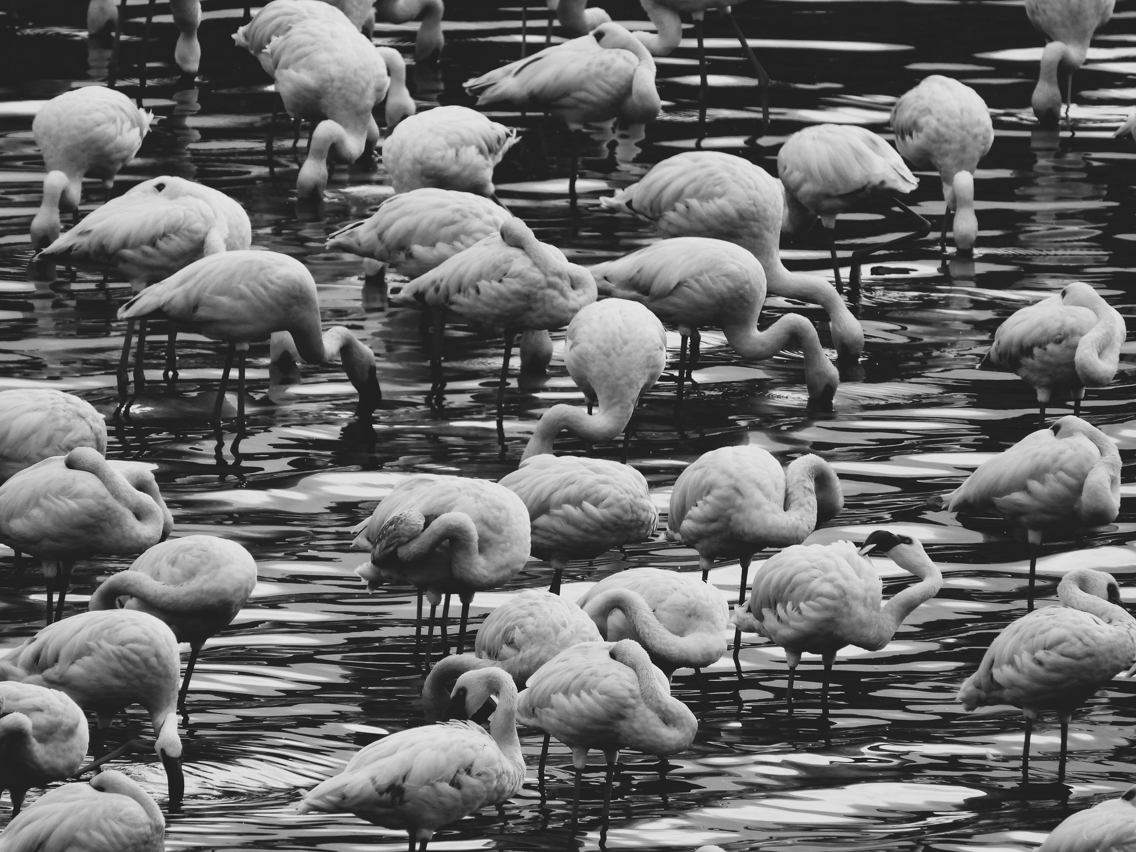 Flamingo - Arusha National Park, Tanzania
