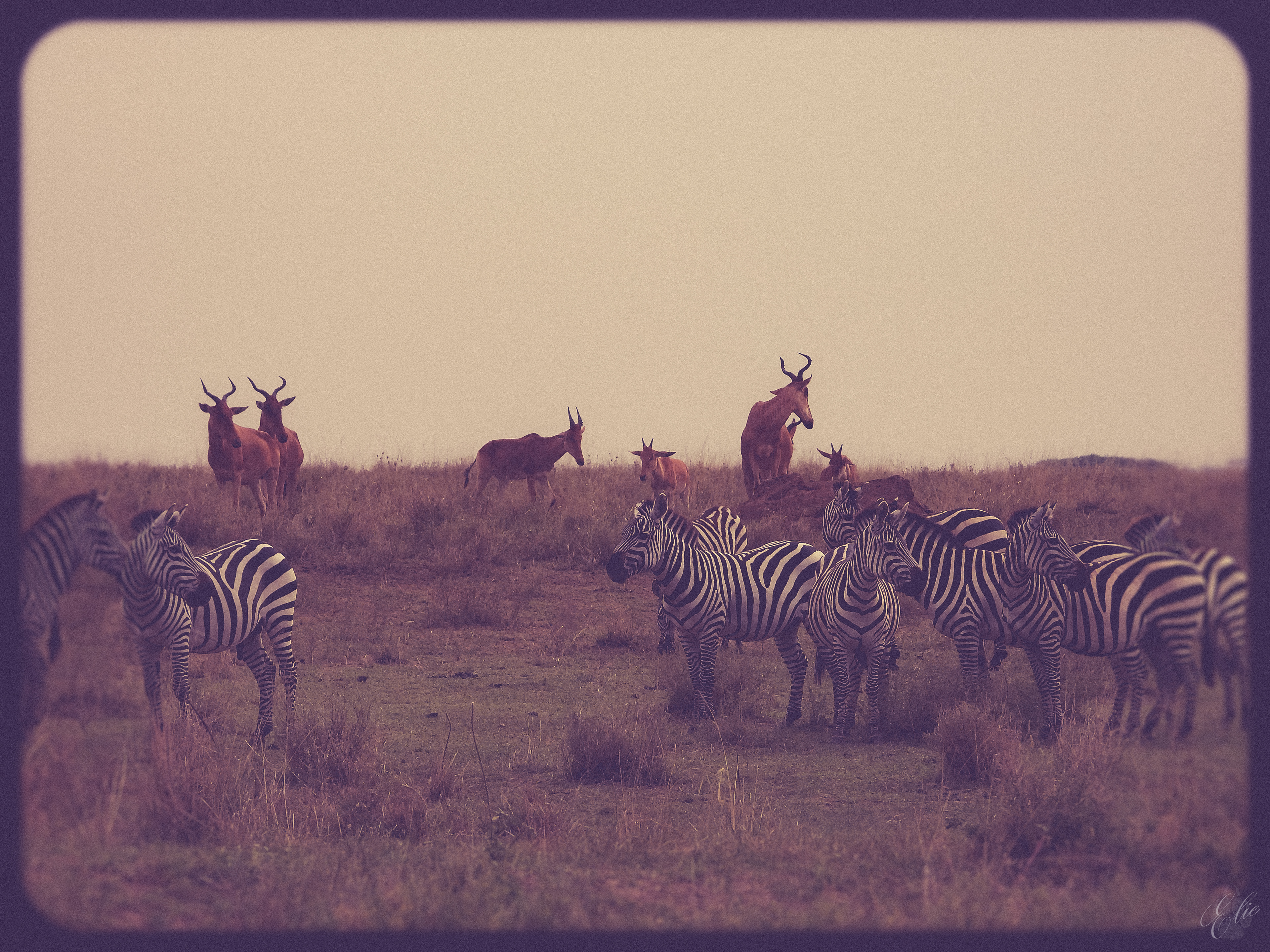 Quintessential Africa