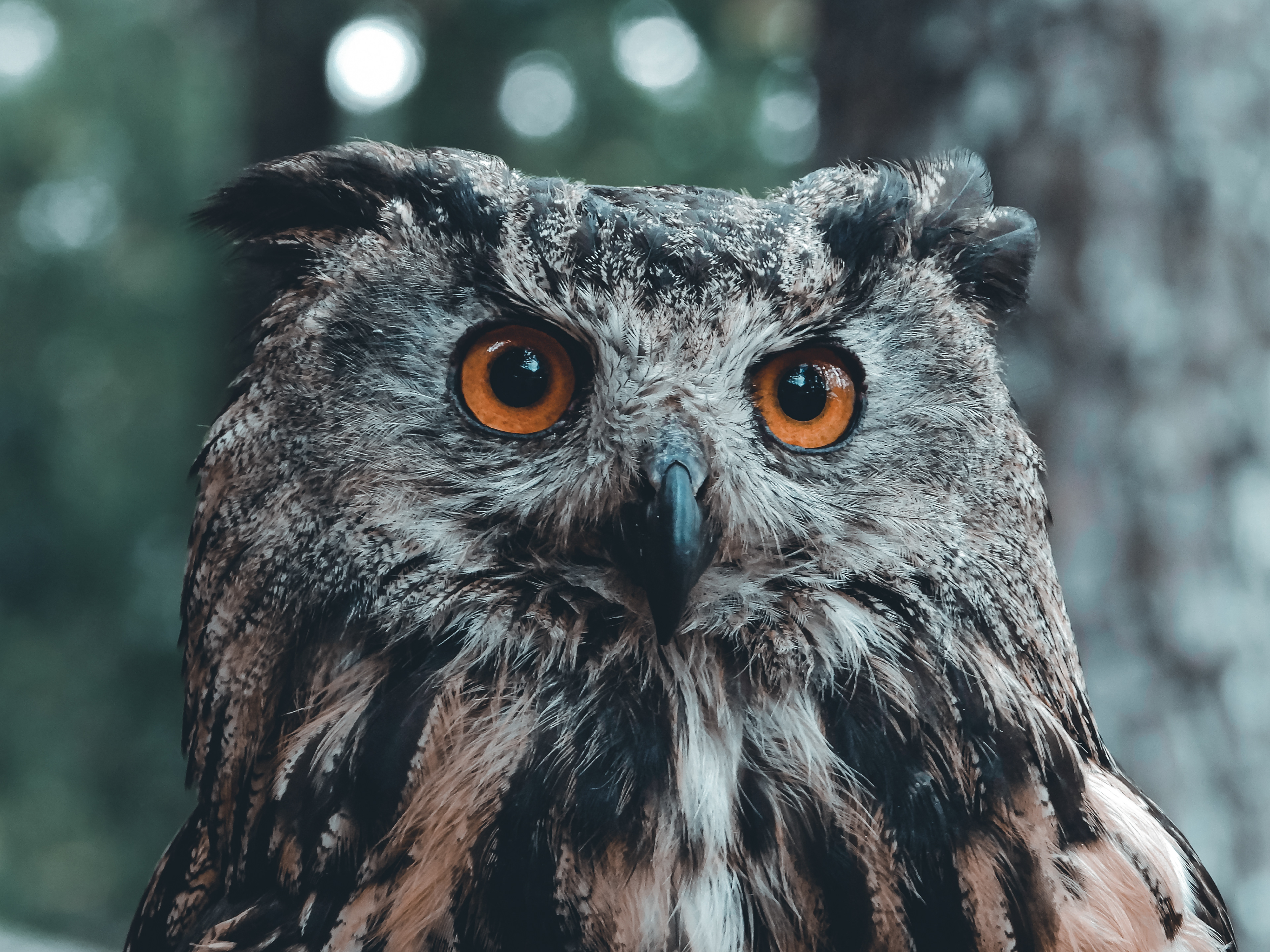Eurasian Eagle Owl