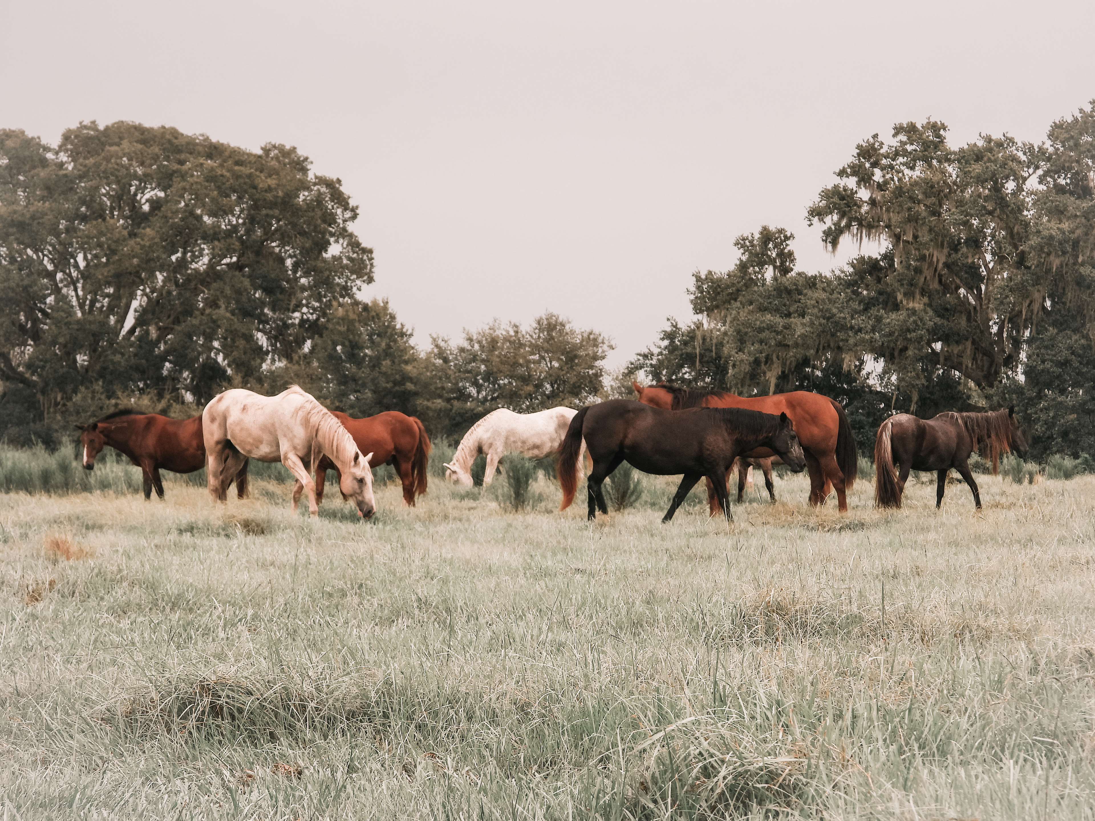Sanctuary Herd