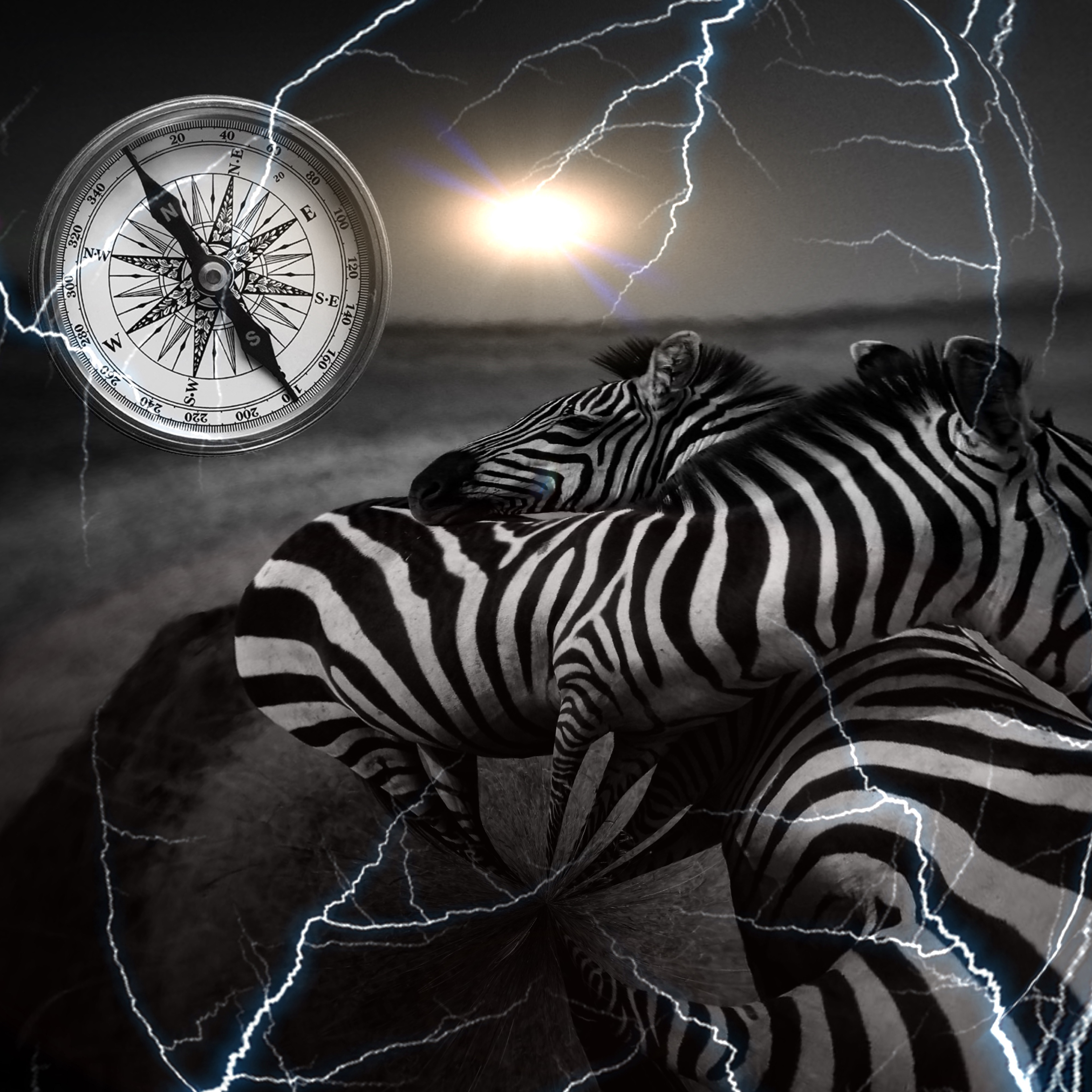Zebra Time Warp