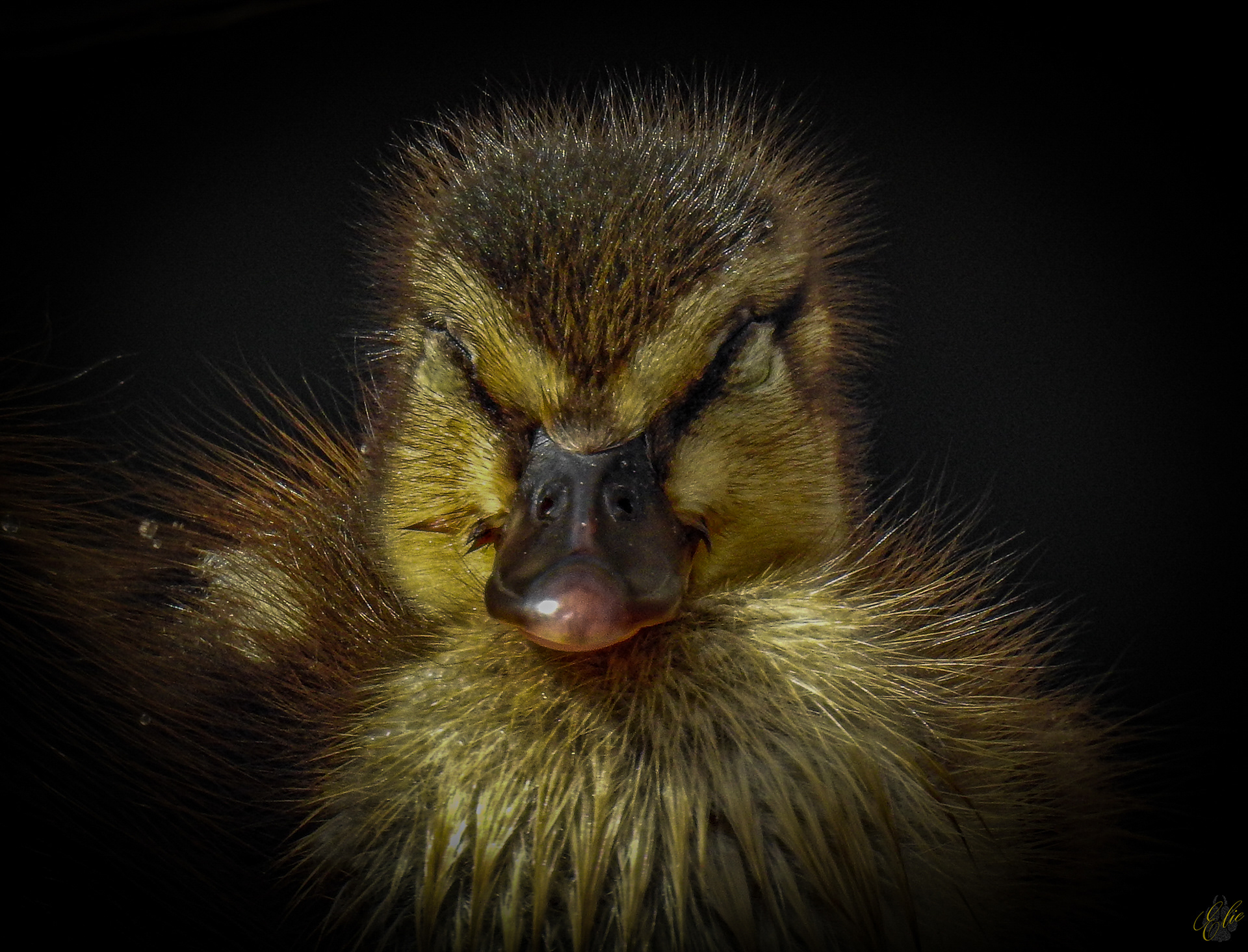 Mallard Duckling