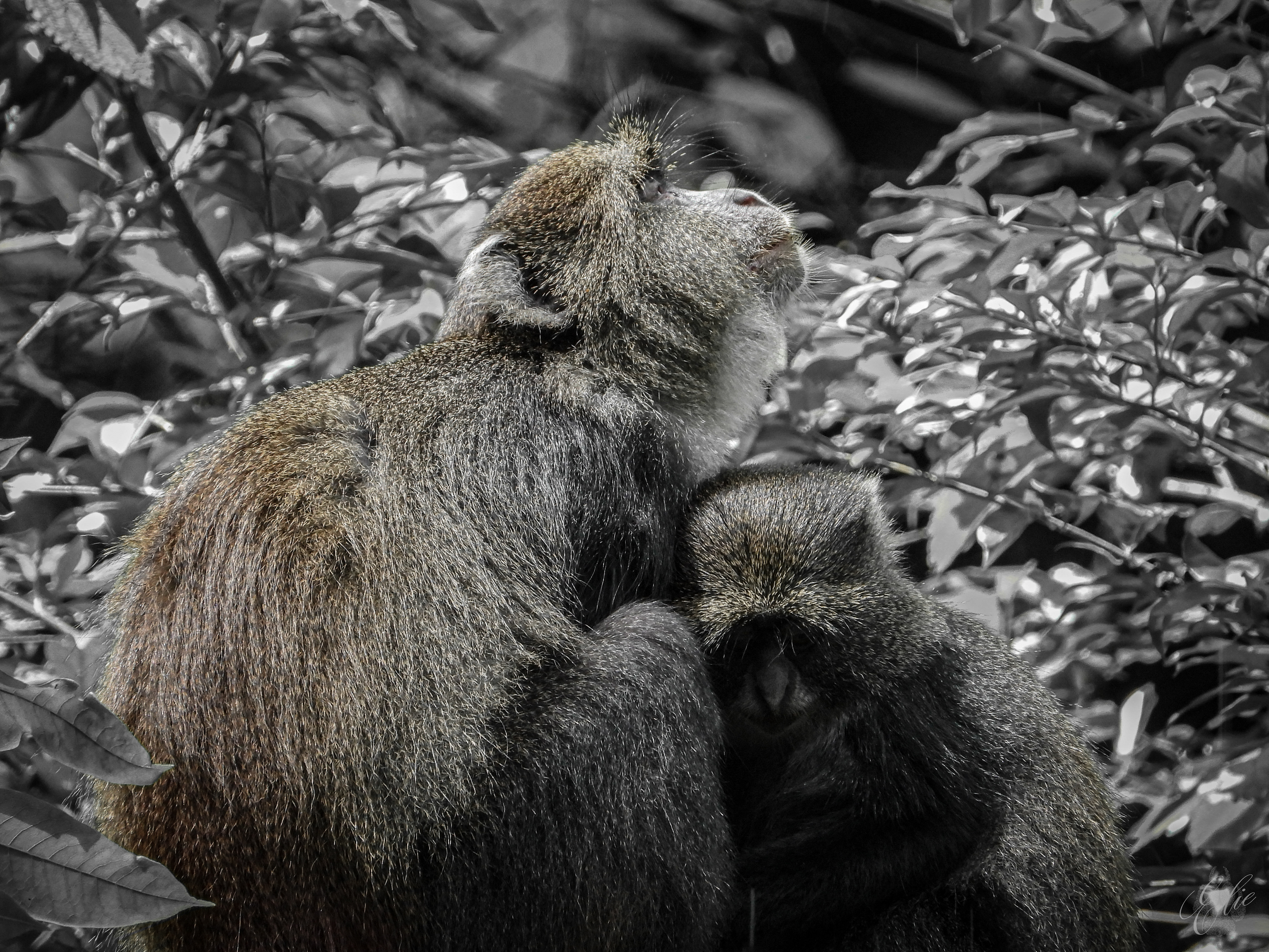 Syke's Monkeys - Arusha