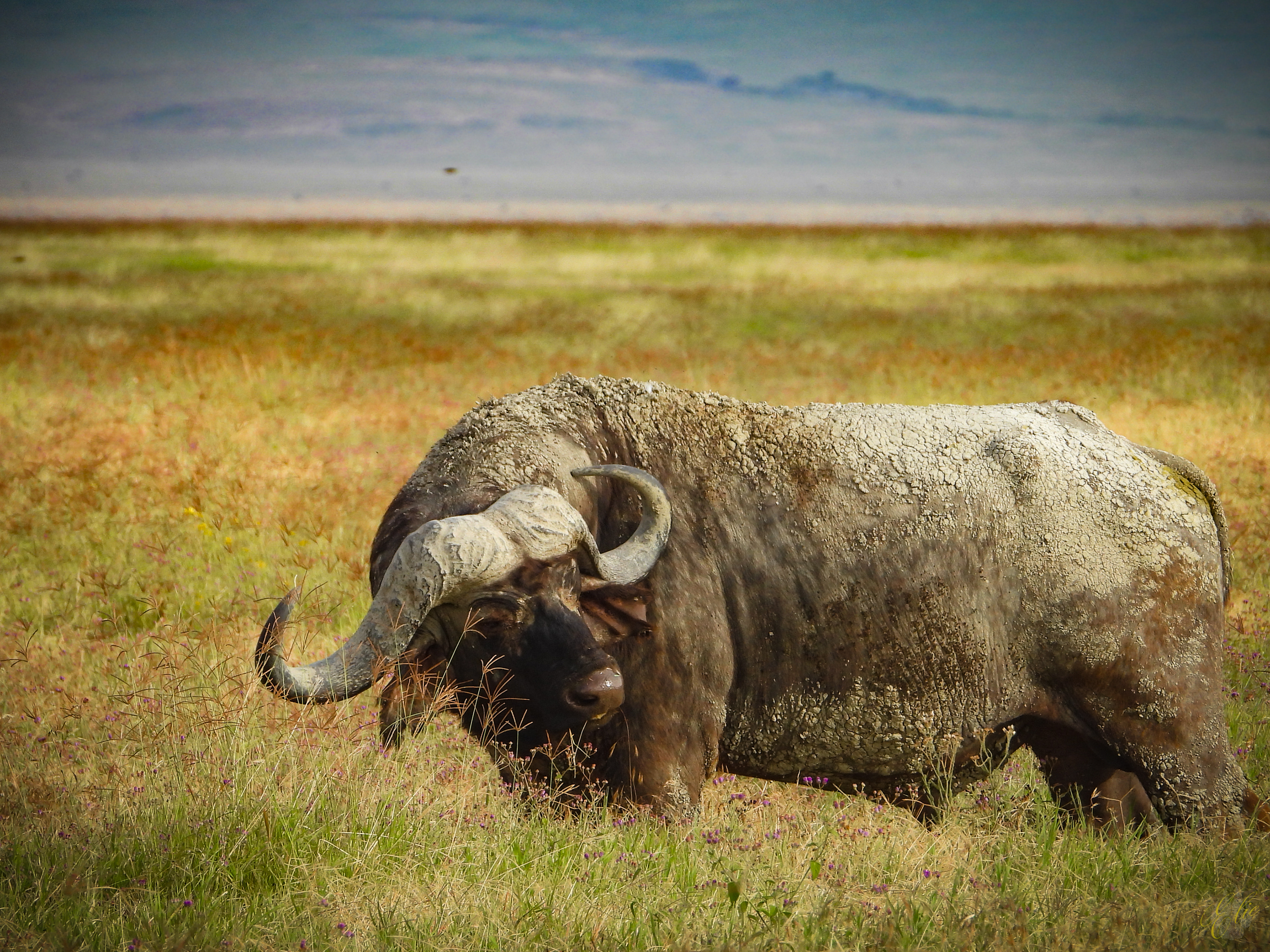 Ngorongoro Crater Buffalo