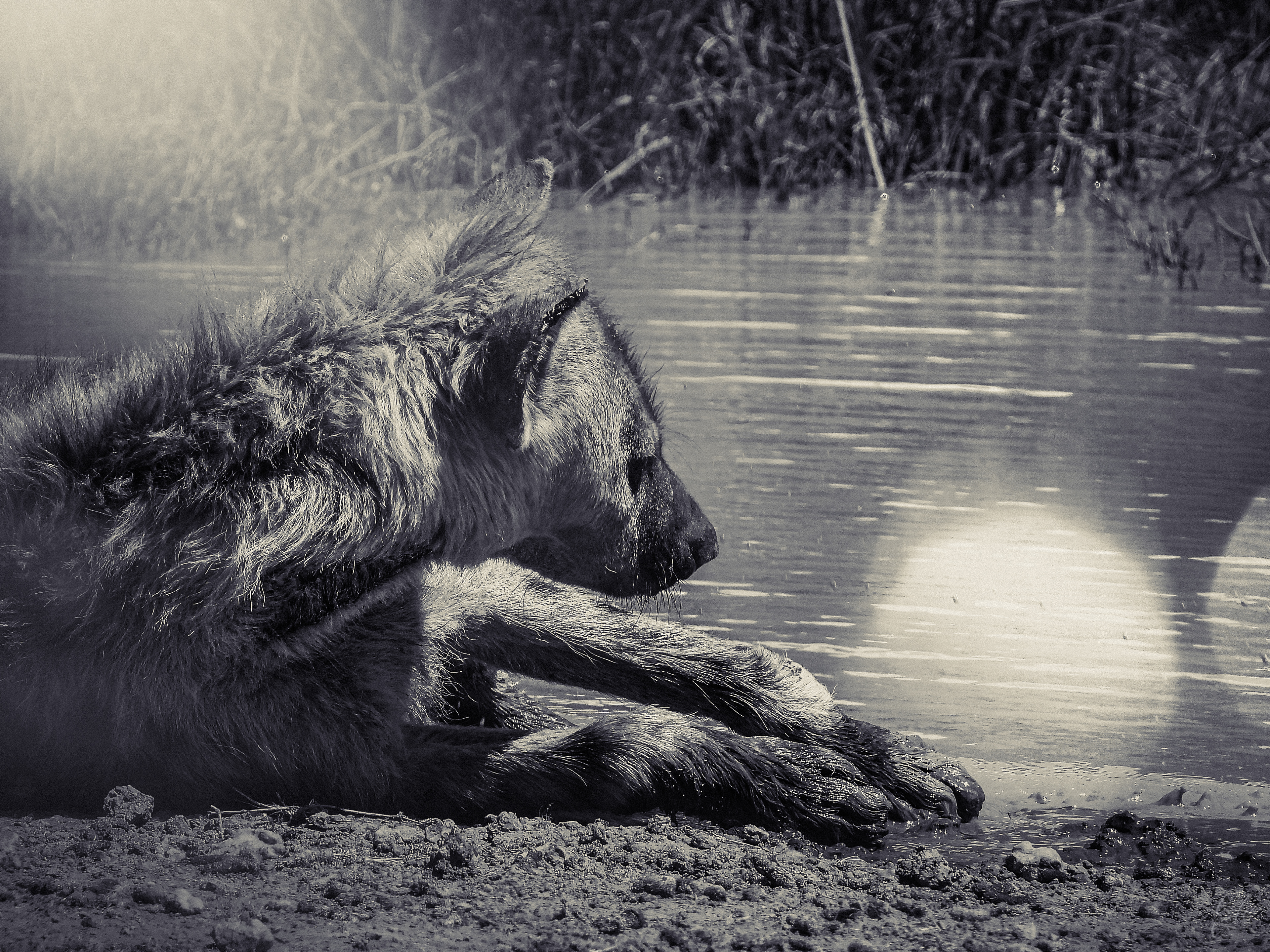 Lounging In The Crater