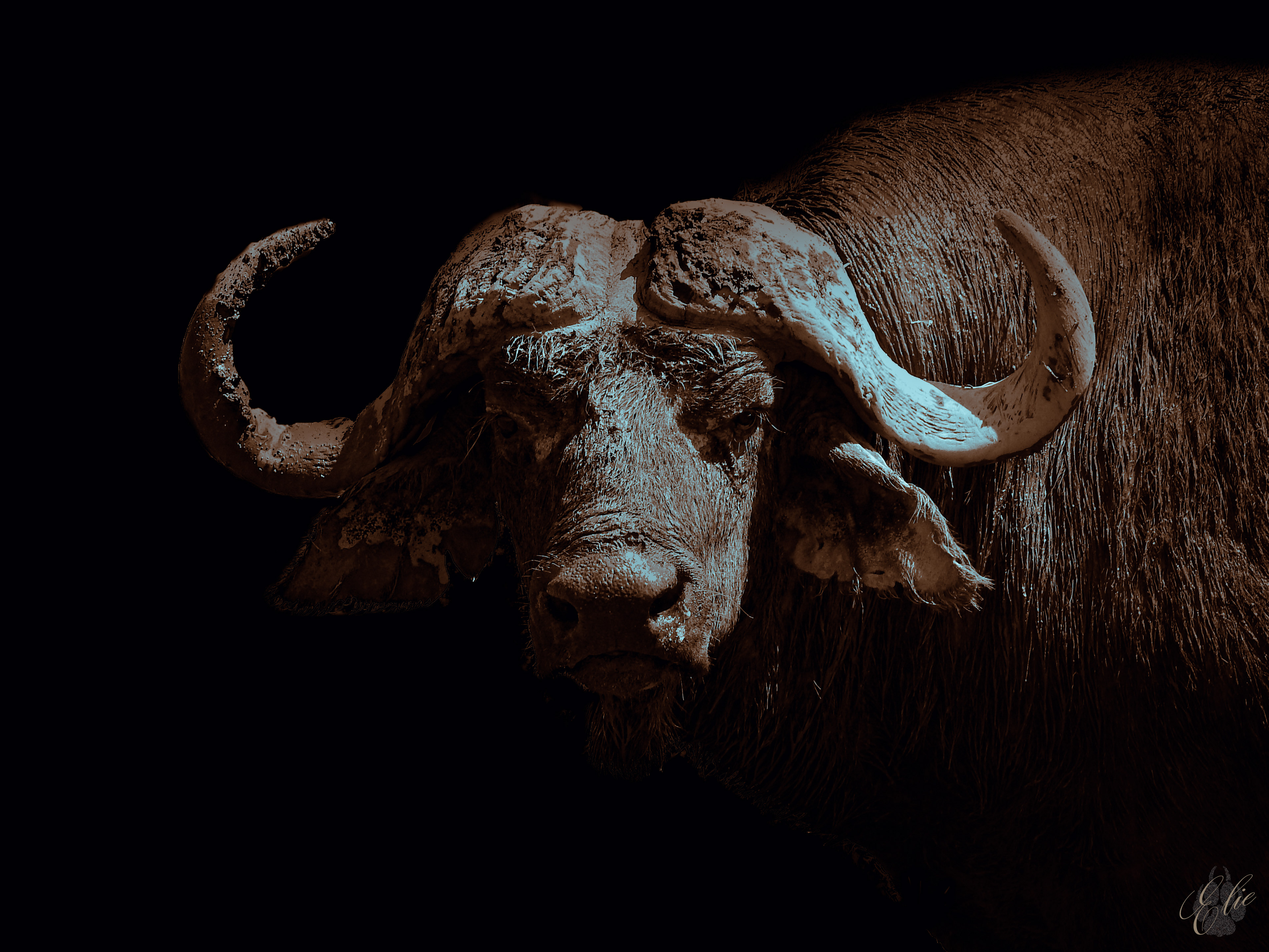 The Buffalo