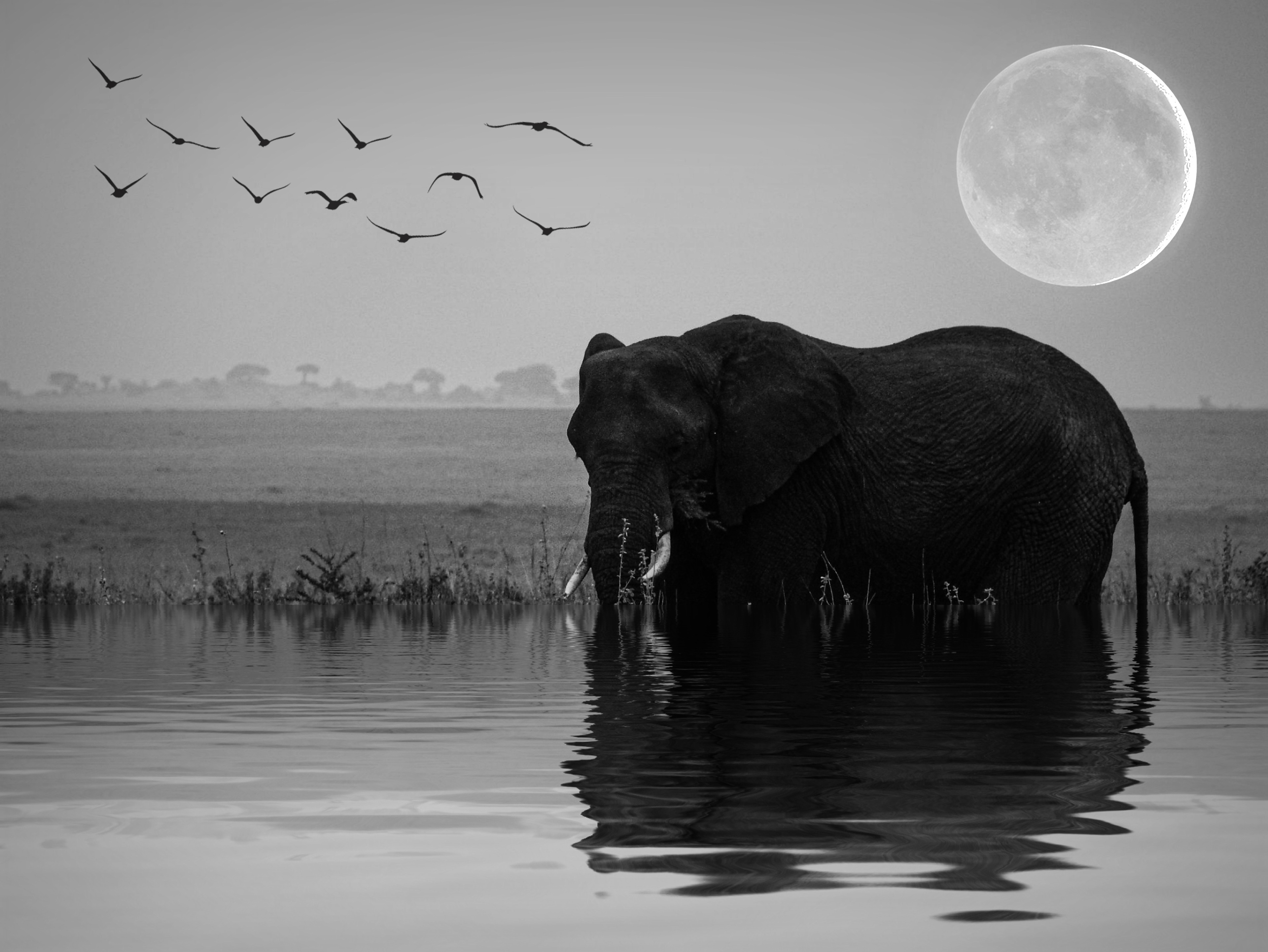 Elephant Moon