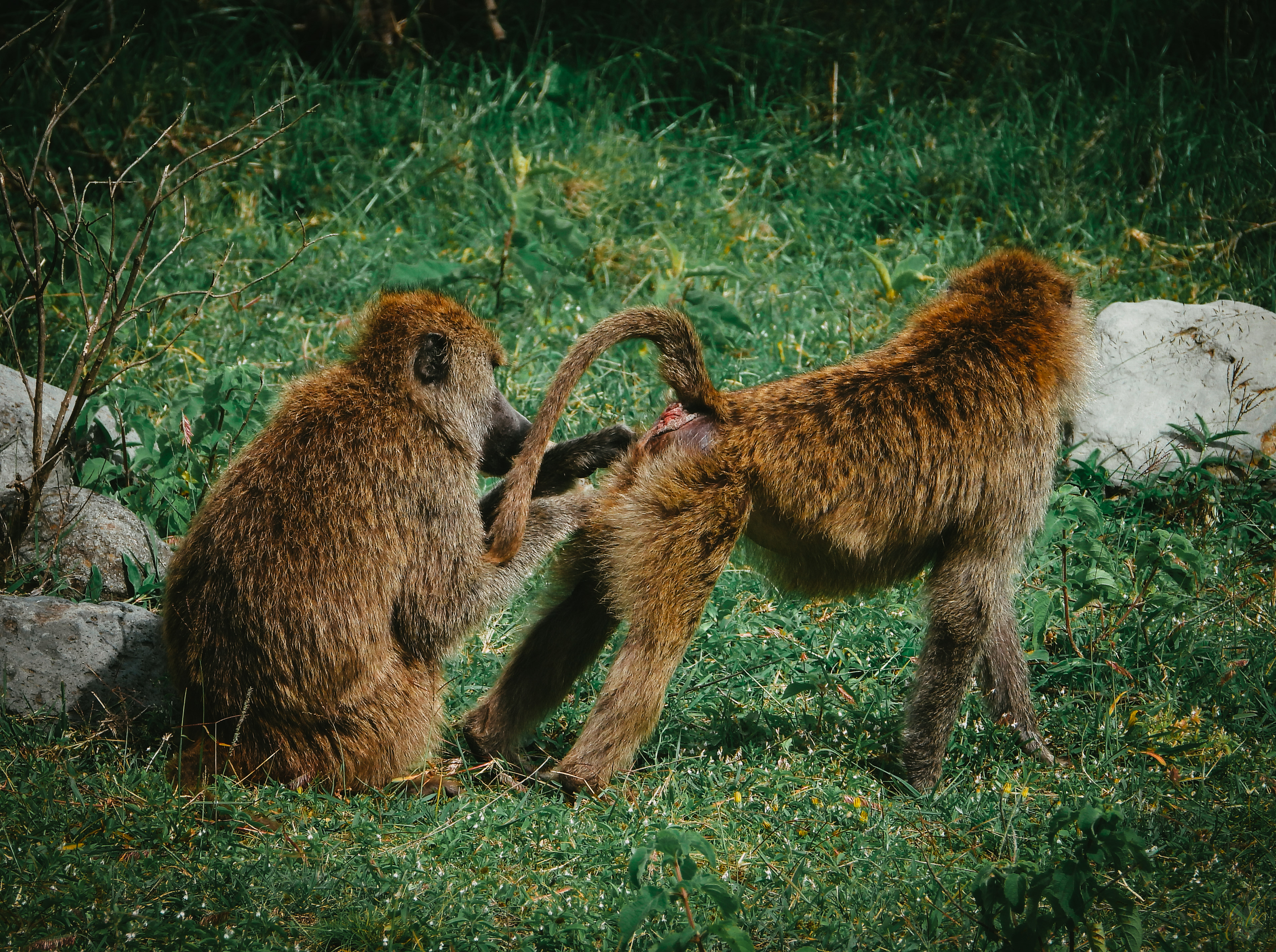 Olive Baboons 