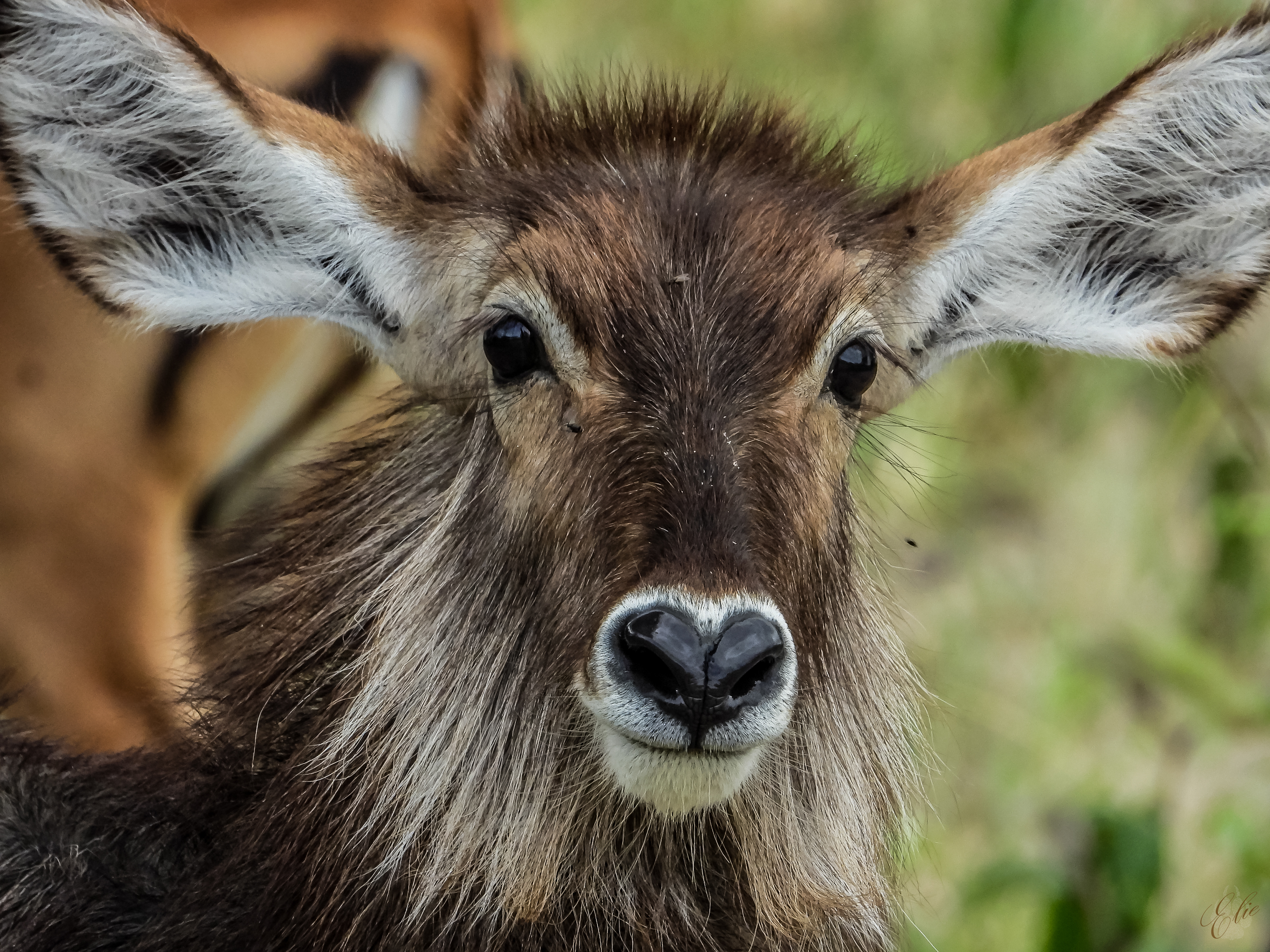 Waterbuck Female