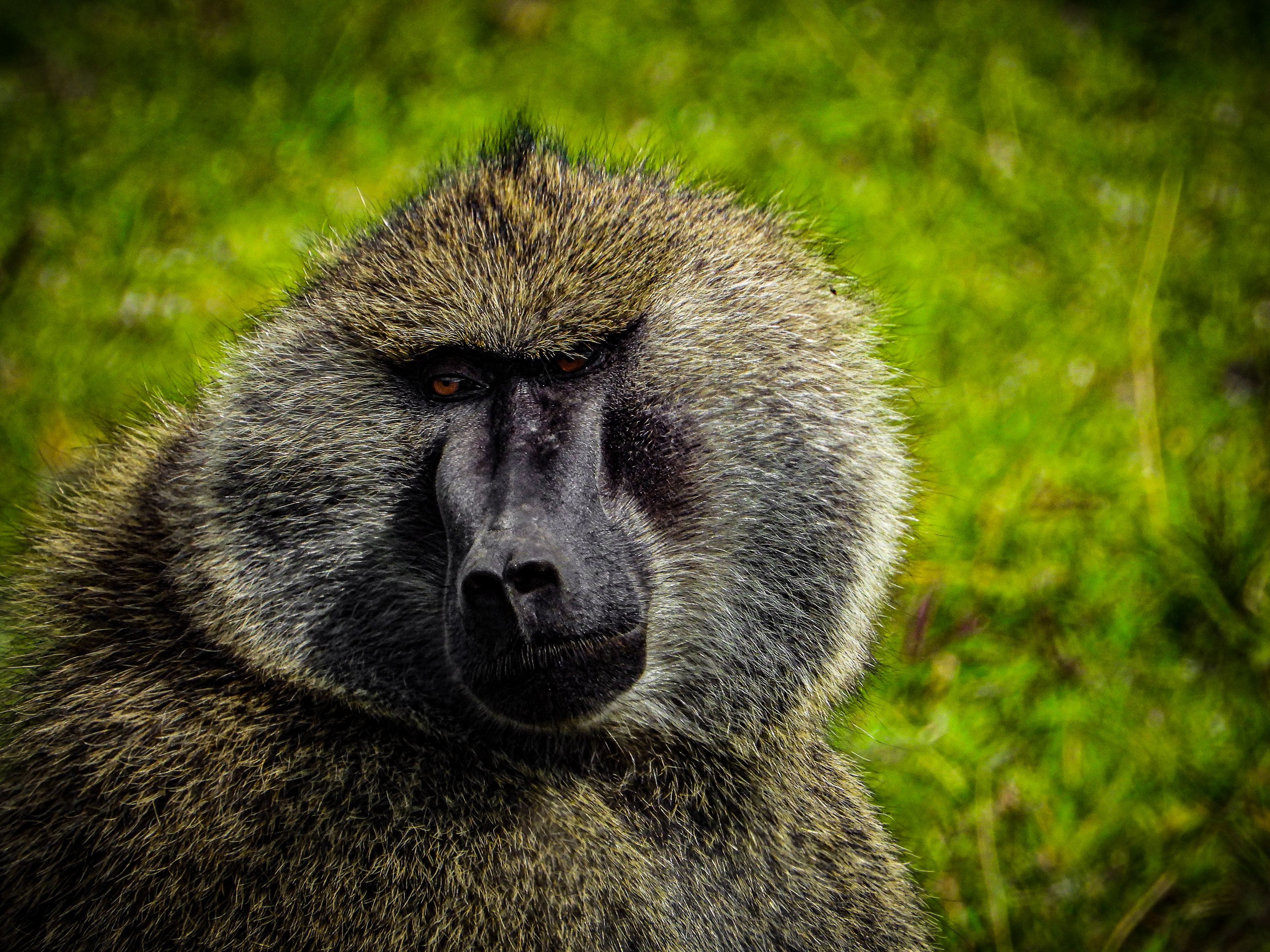 Olive Baboon