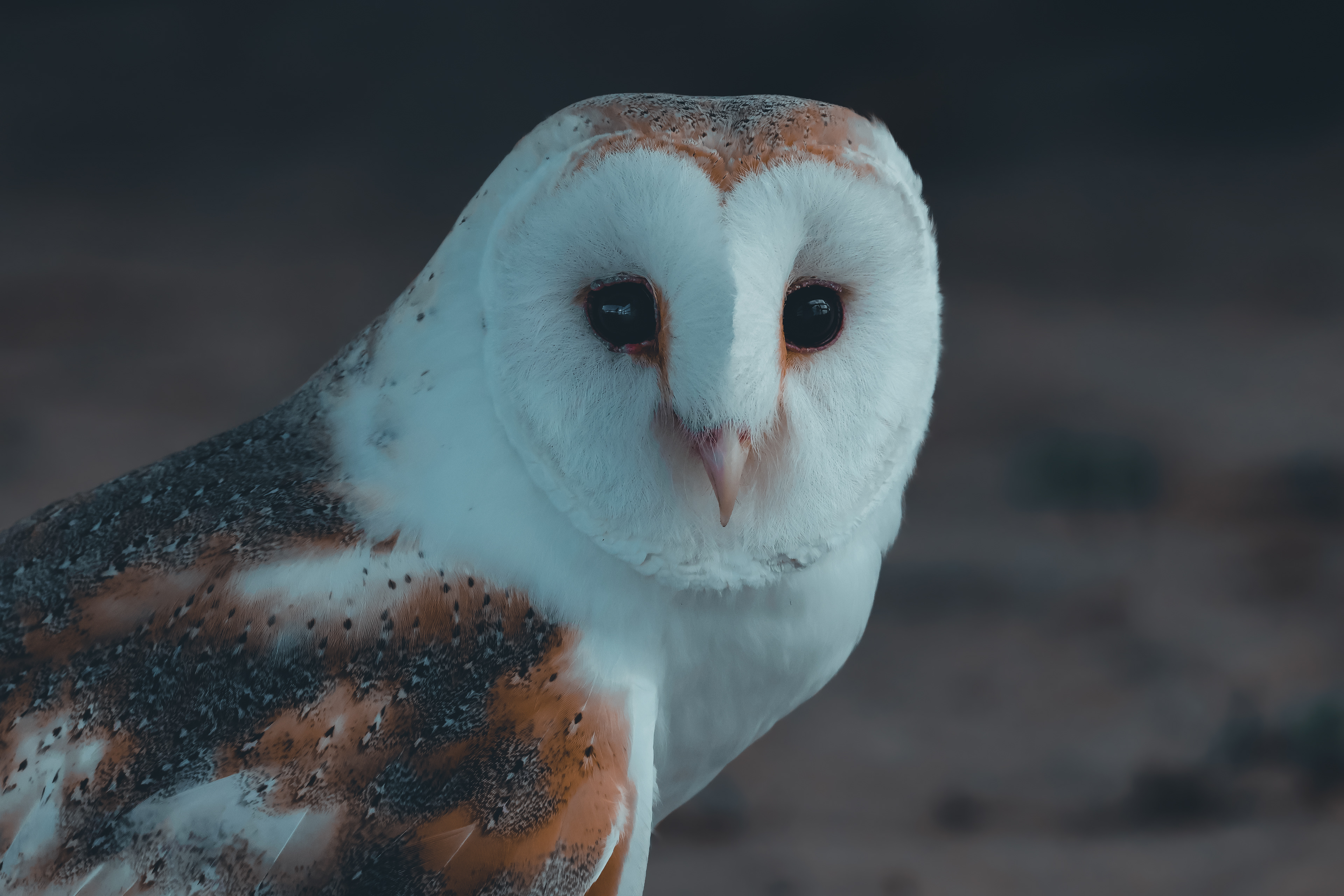 Barn Owl