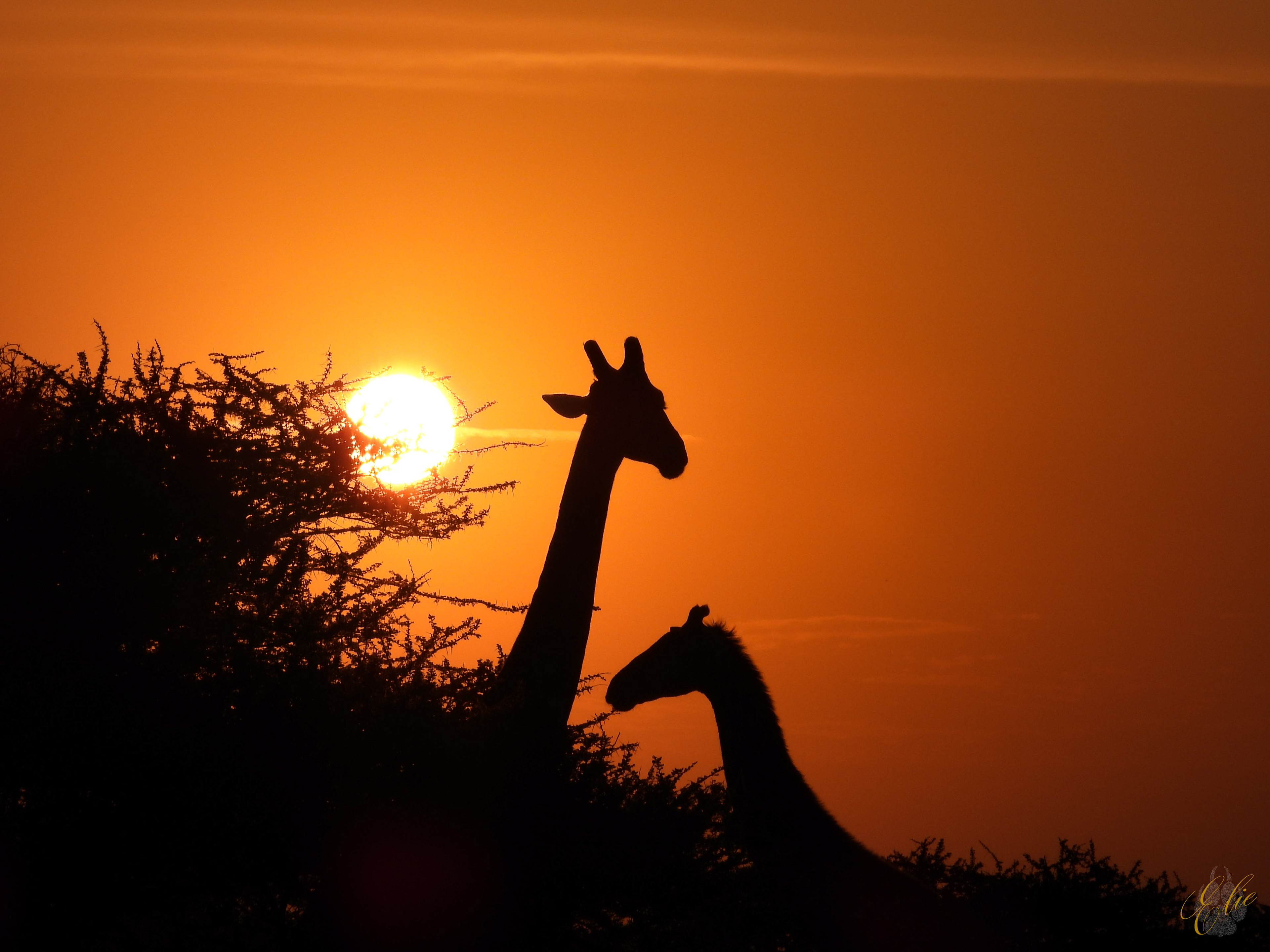 50th Birthday Serengeti Sunrise