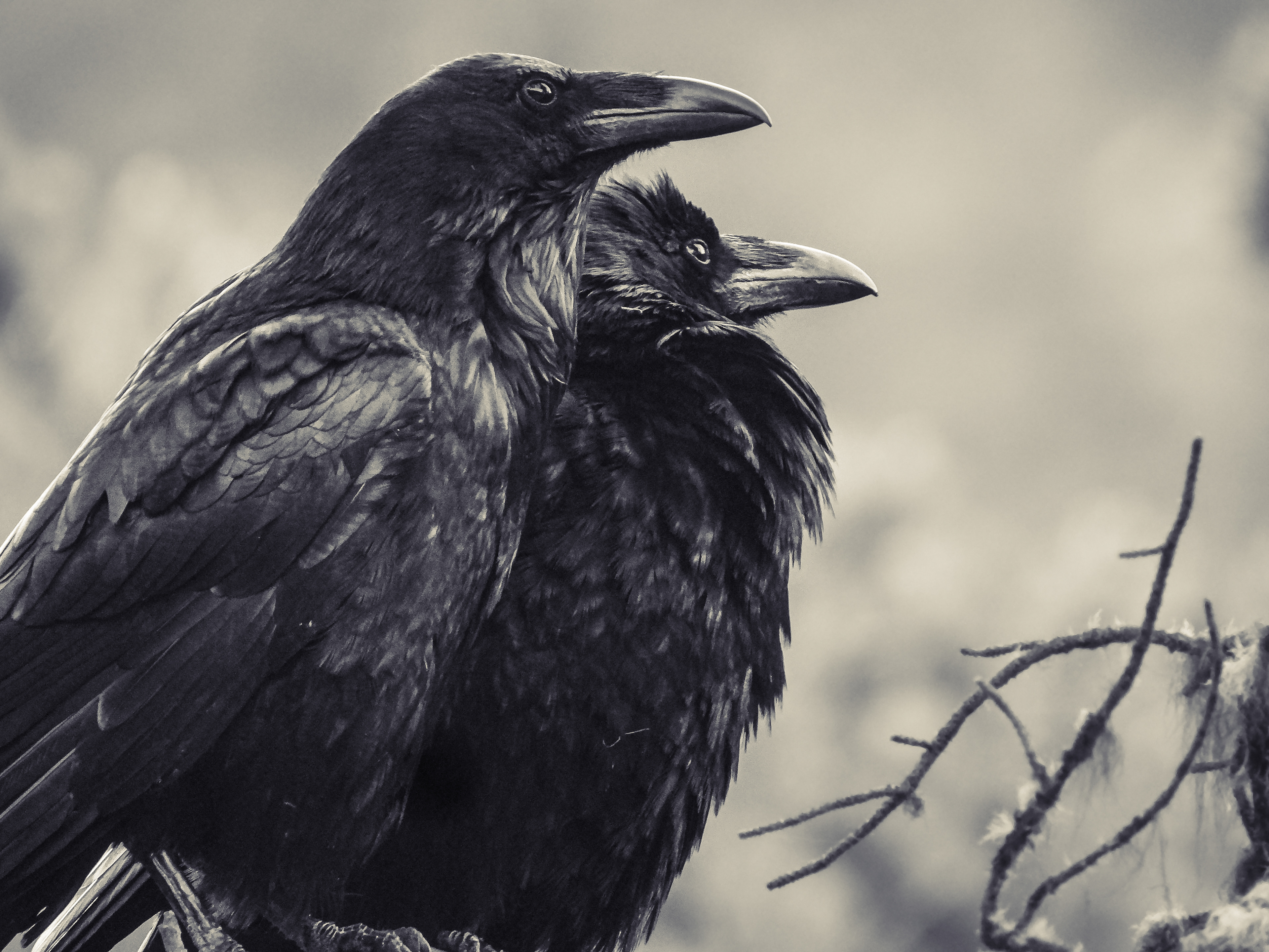 Huginn & Muninn