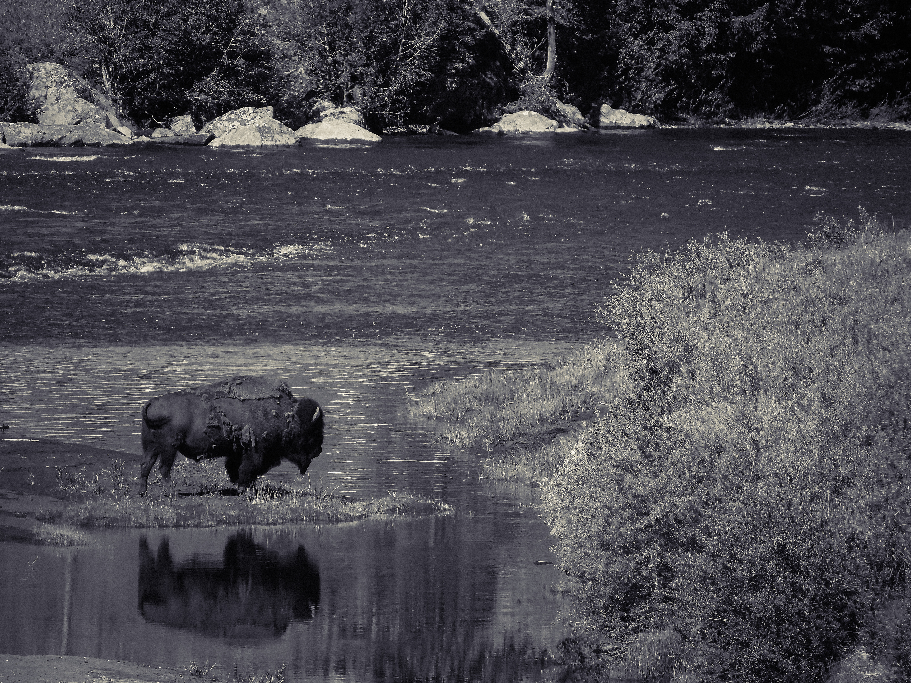 Lamar Valley Landscape