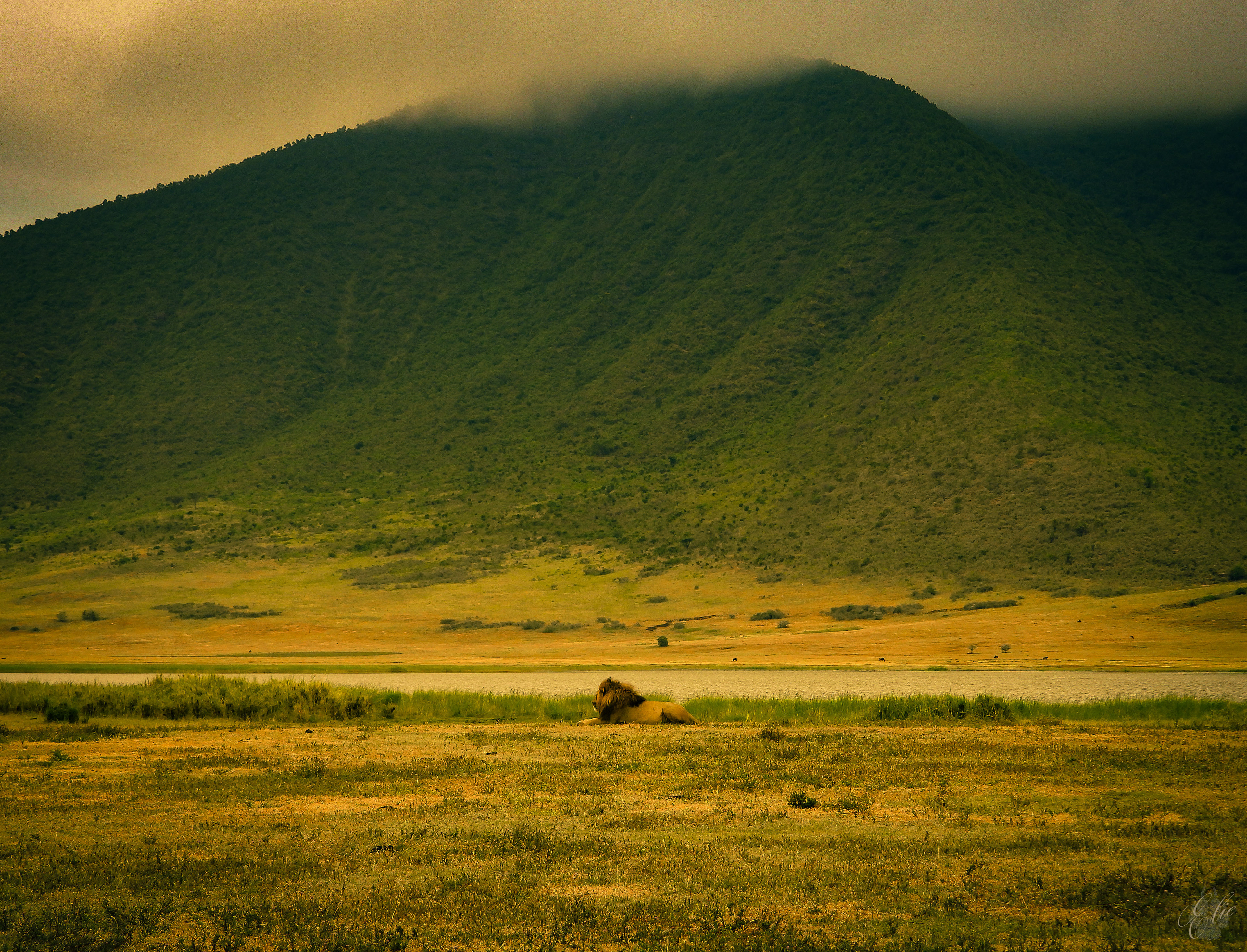 Ngorongoro King