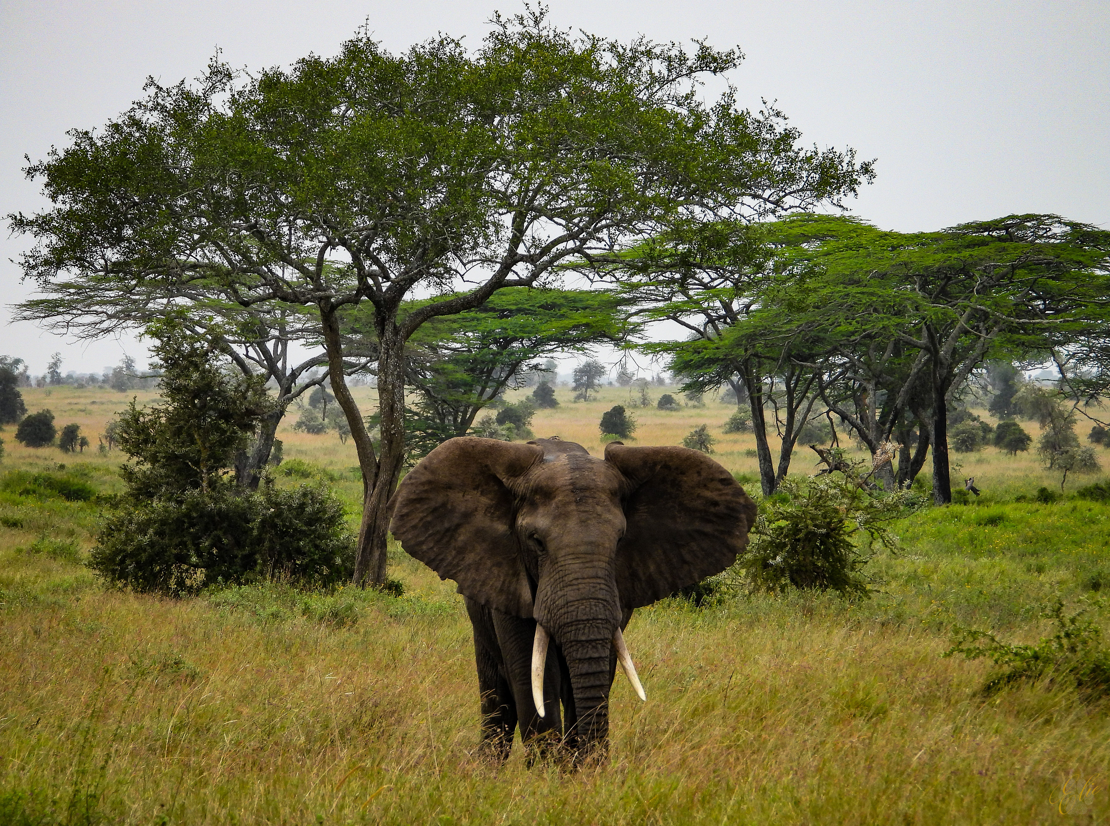 Essence Of Serengeti