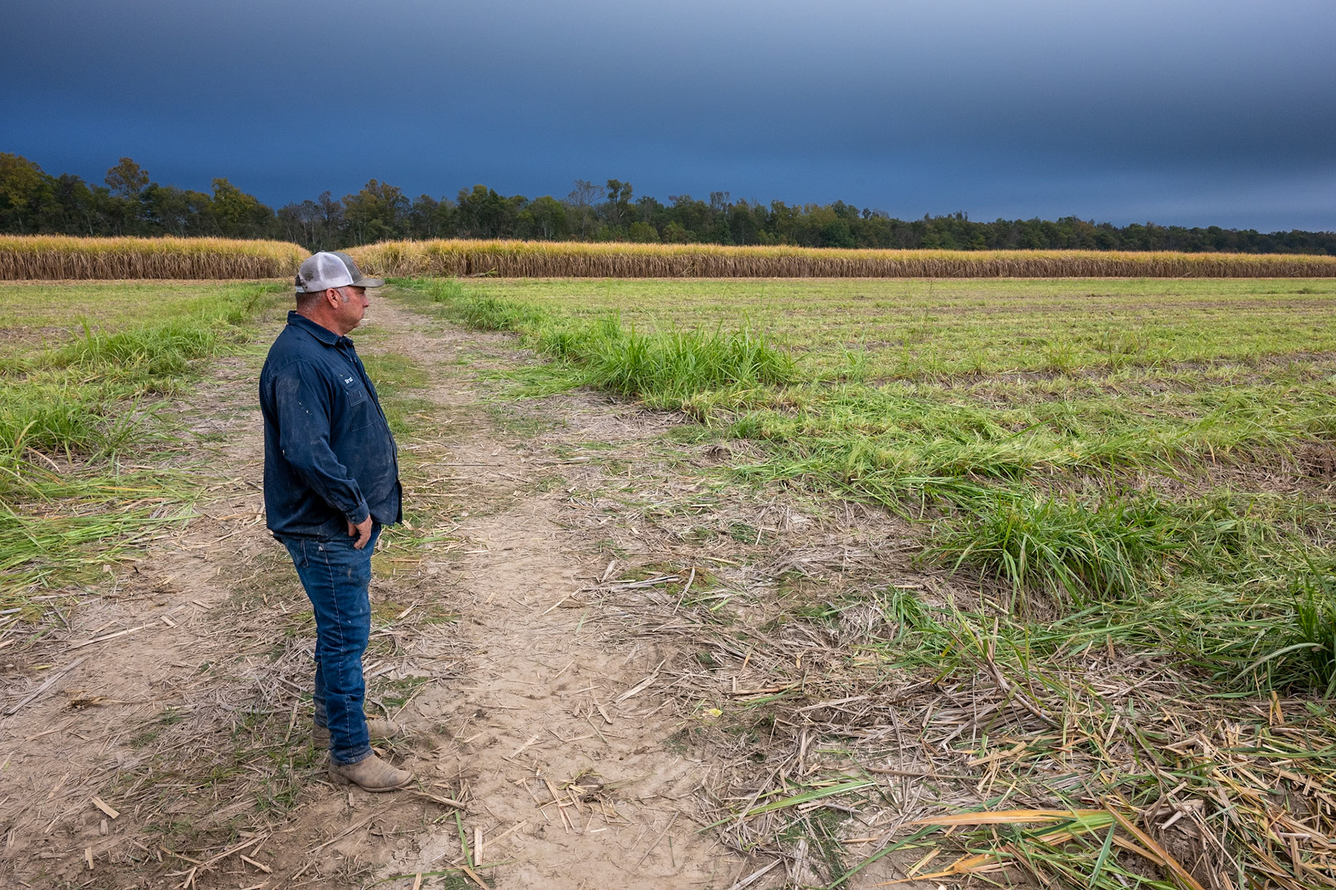 Under dark autumn skies, Brad Canella surveys the harvest.
