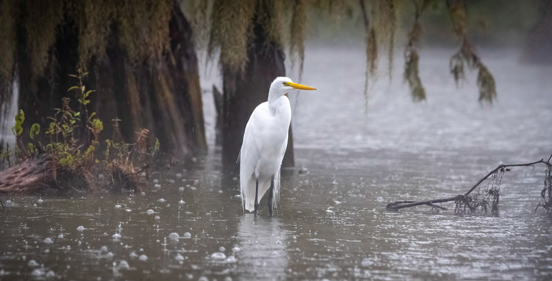 Egret, Lake Martin, November, 2022