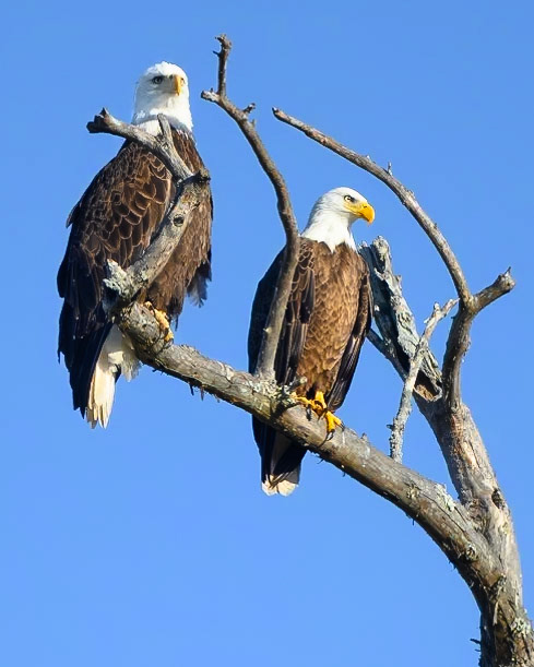 Bald Eagles, Lake Martin, Lousiana 2023