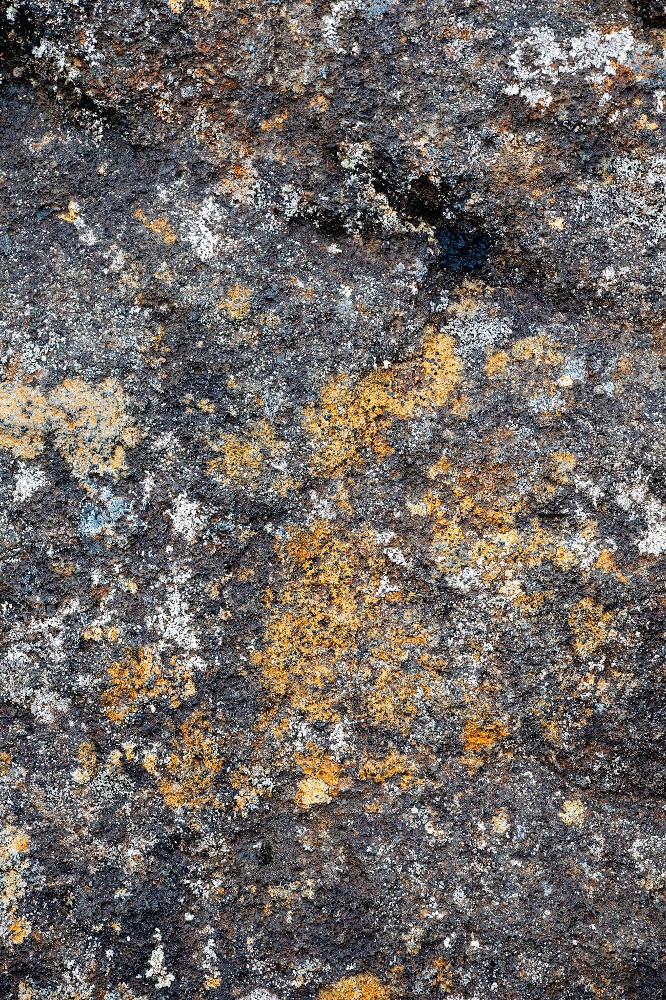 Lichen on Rocks - Dimmuborgir Lava Field