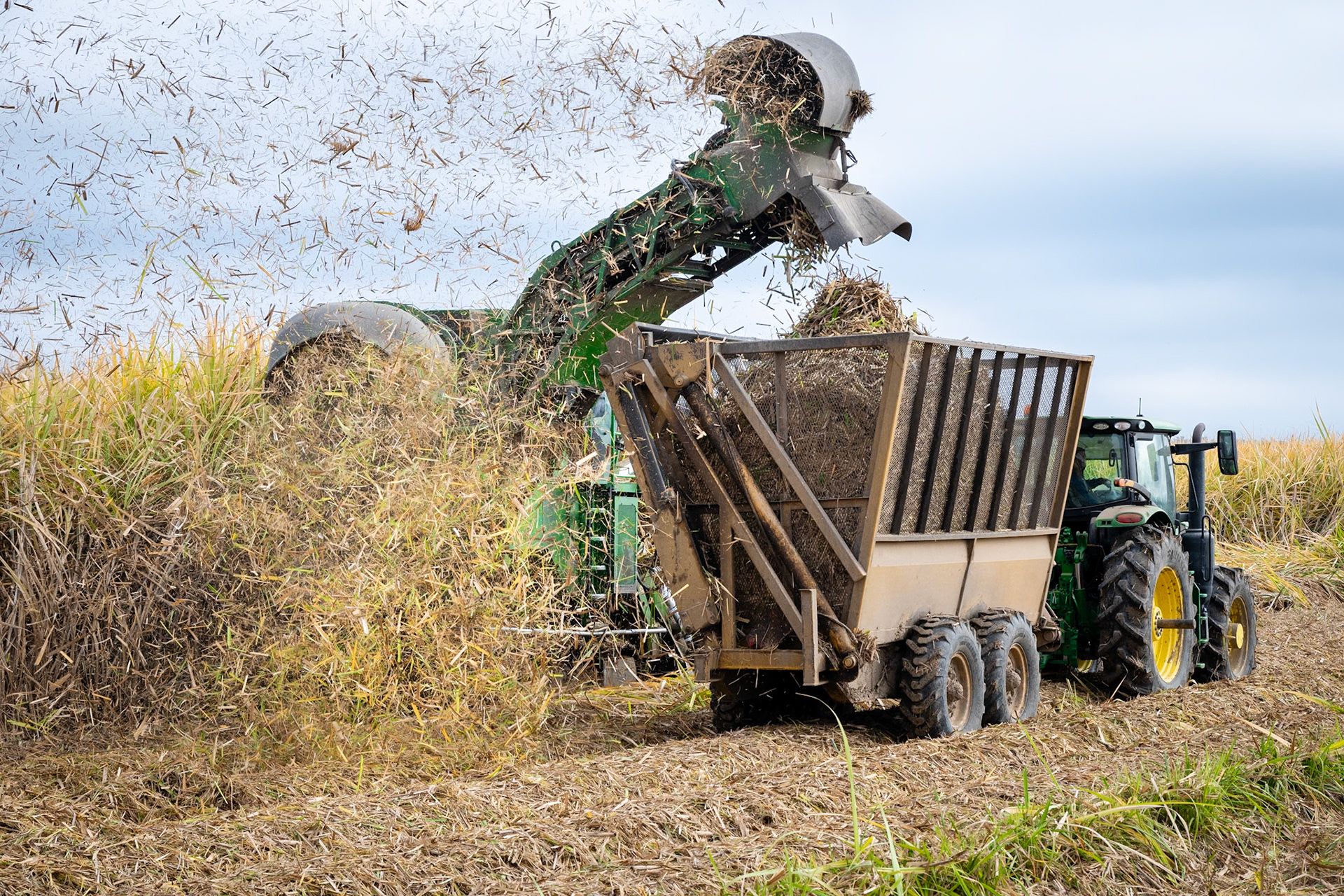 Sugar harvester blowing cane into a trailer.