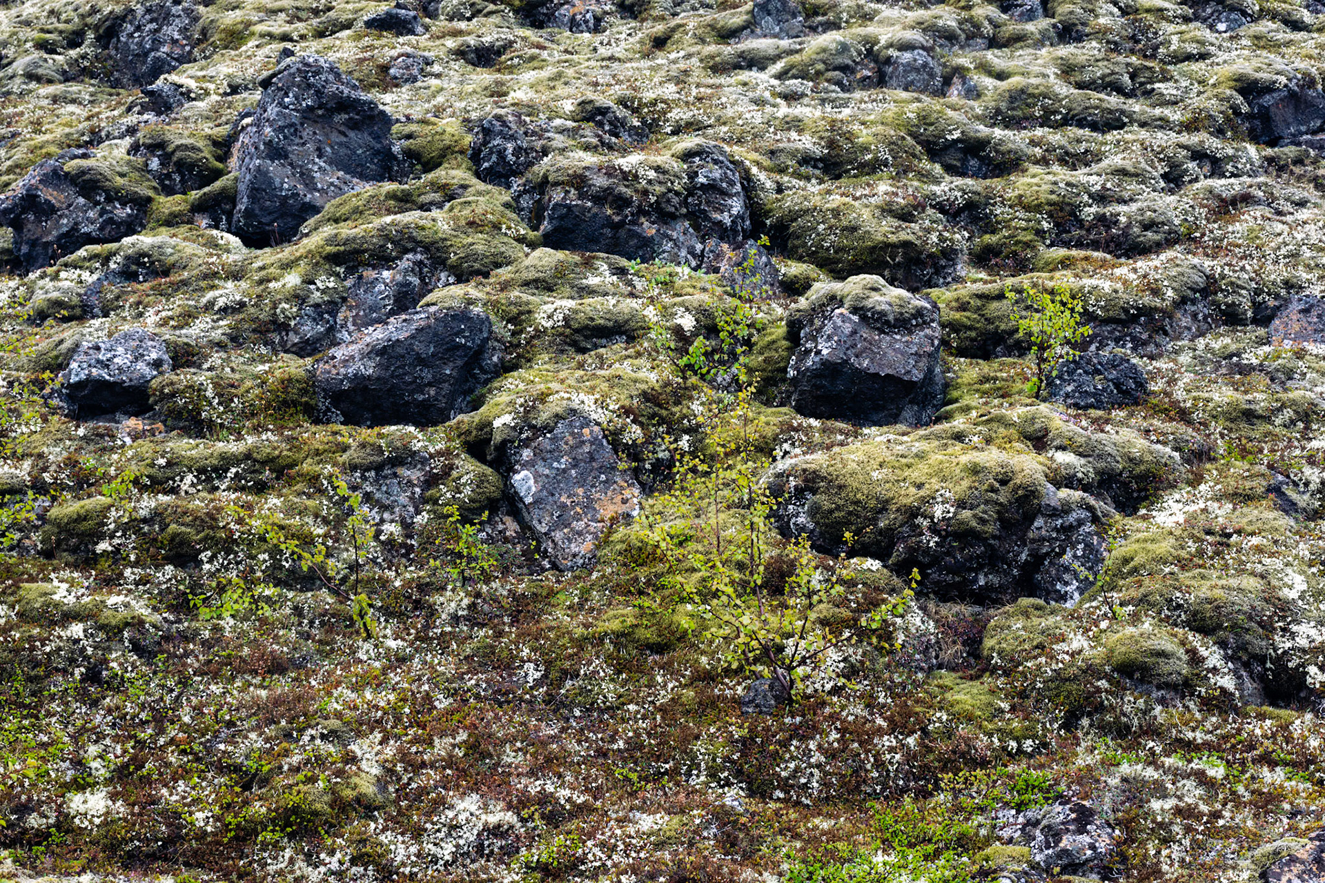 Dimmuborgir Lava Field