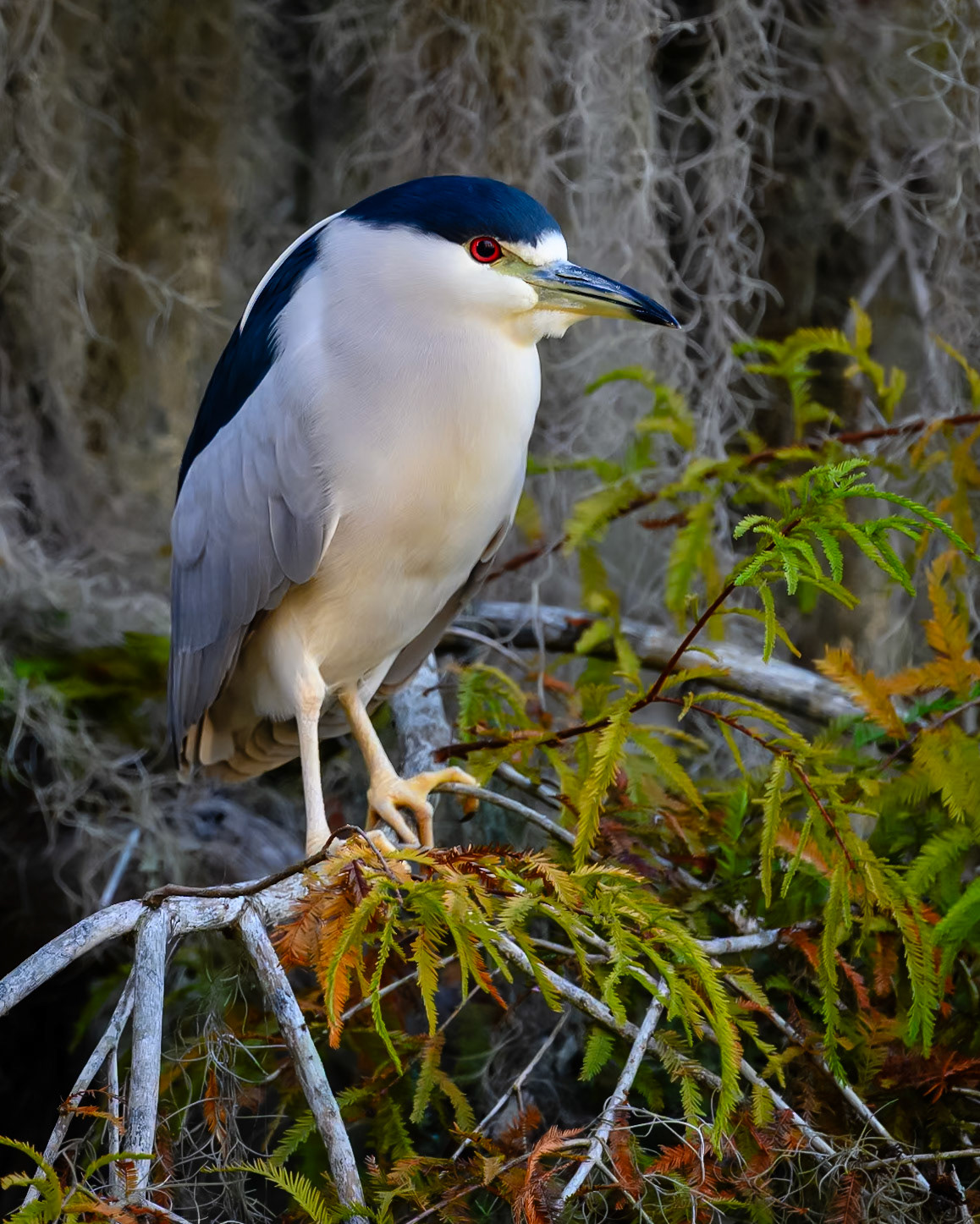 Night Heron, Lake Martin, Louisiana 2023