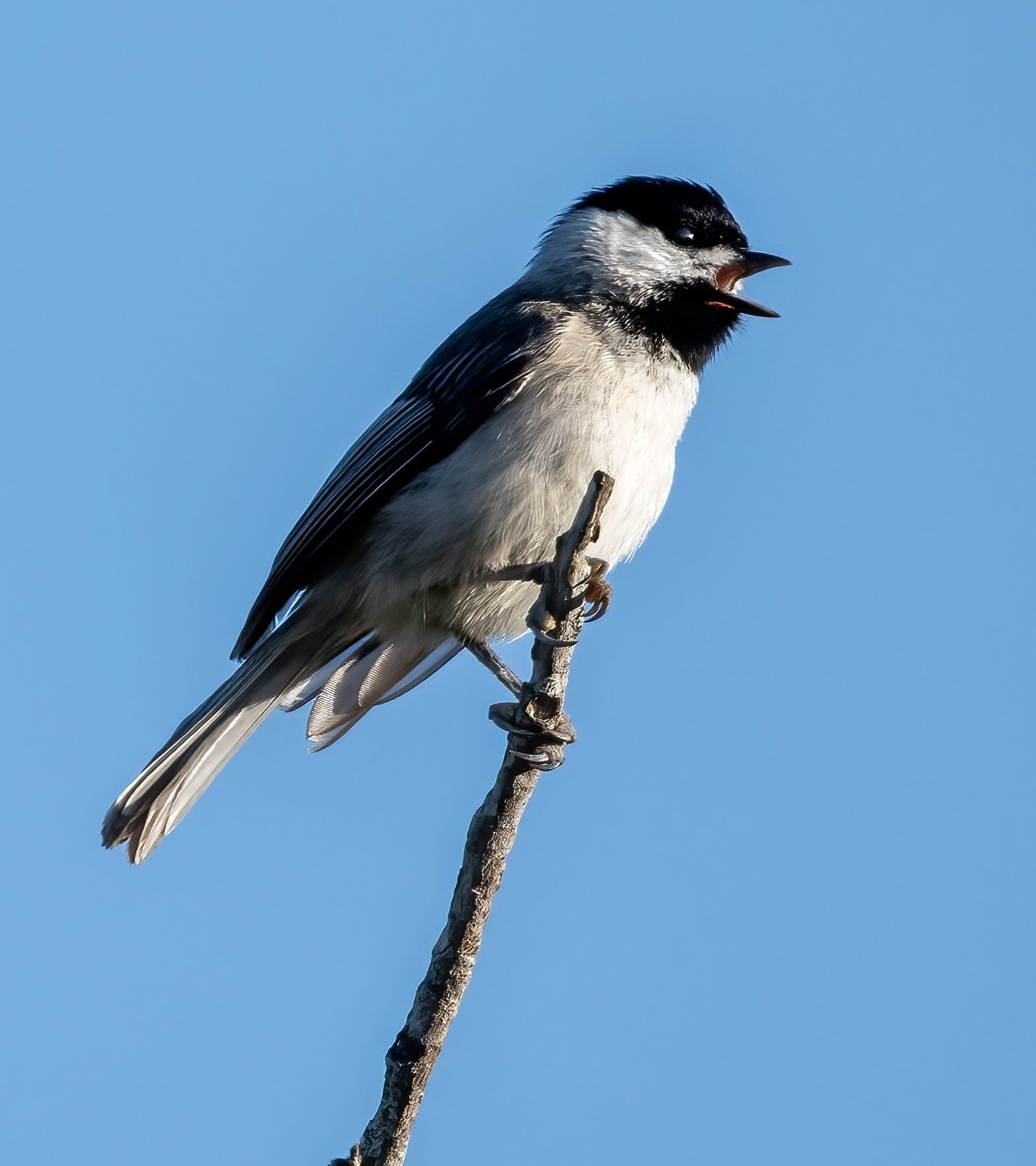 Carolina Chickadee, 2023