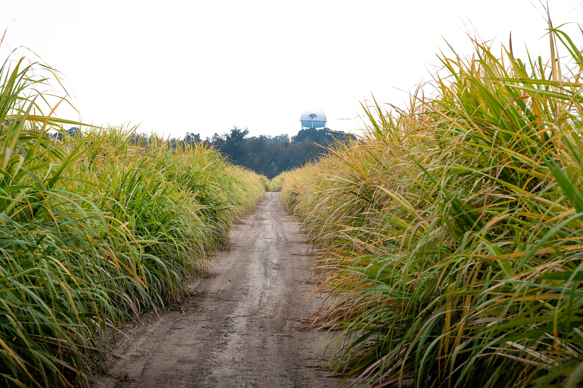Access road between two sections of sugarcane.