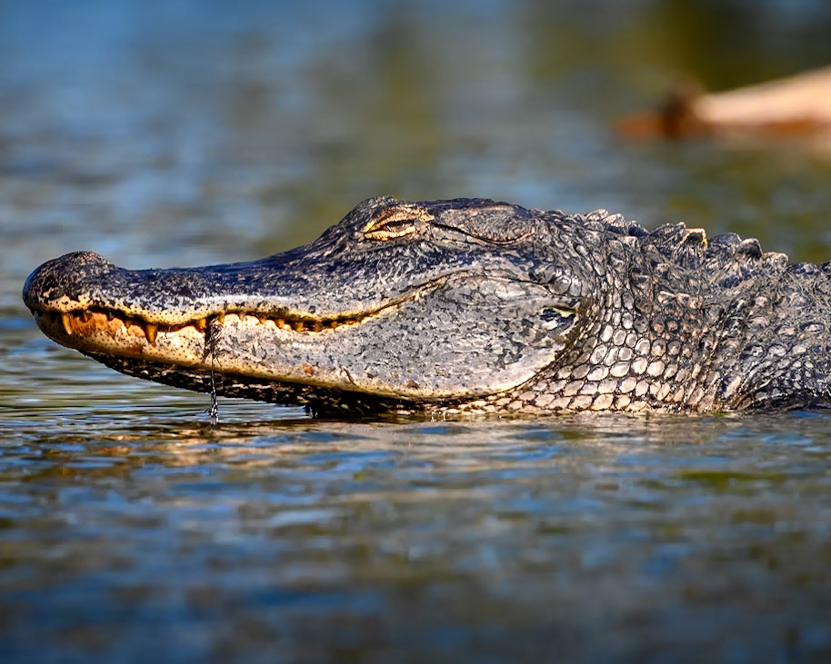 Alligator, Lake Martin, Louisiana 2023