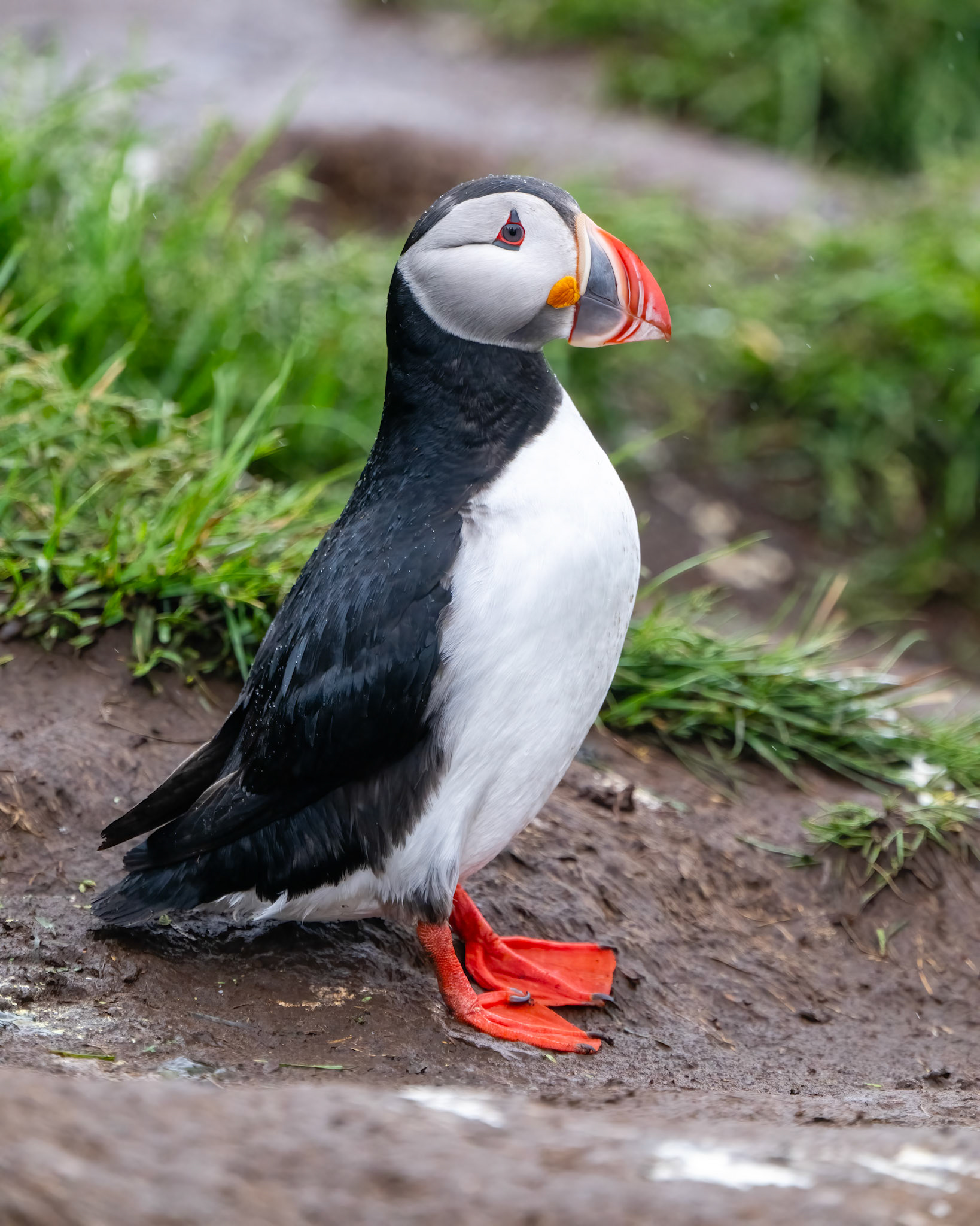 Puffin at Borgarfjörður eystri