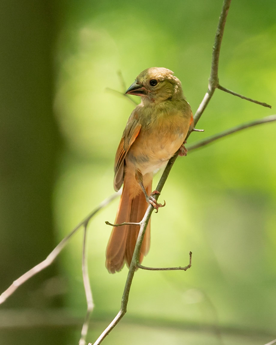 Immature Cardinal