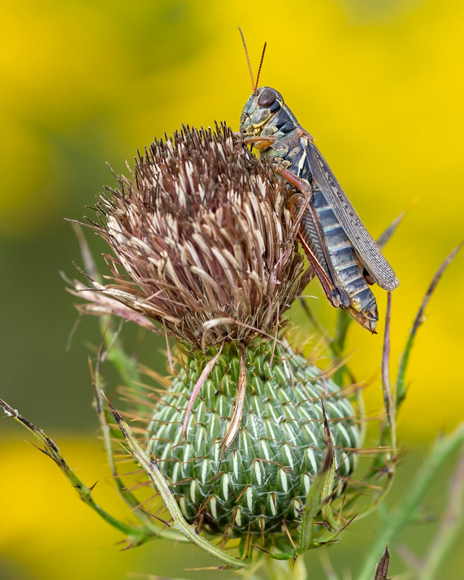 Grasshopper, 2020. 1st Place, Insect Photos. Cincinnati Nature Center Photo Competition